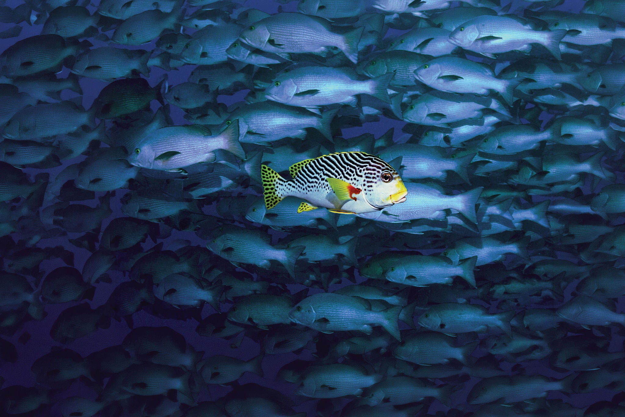 Fish colorful fish swimming against school of fish background