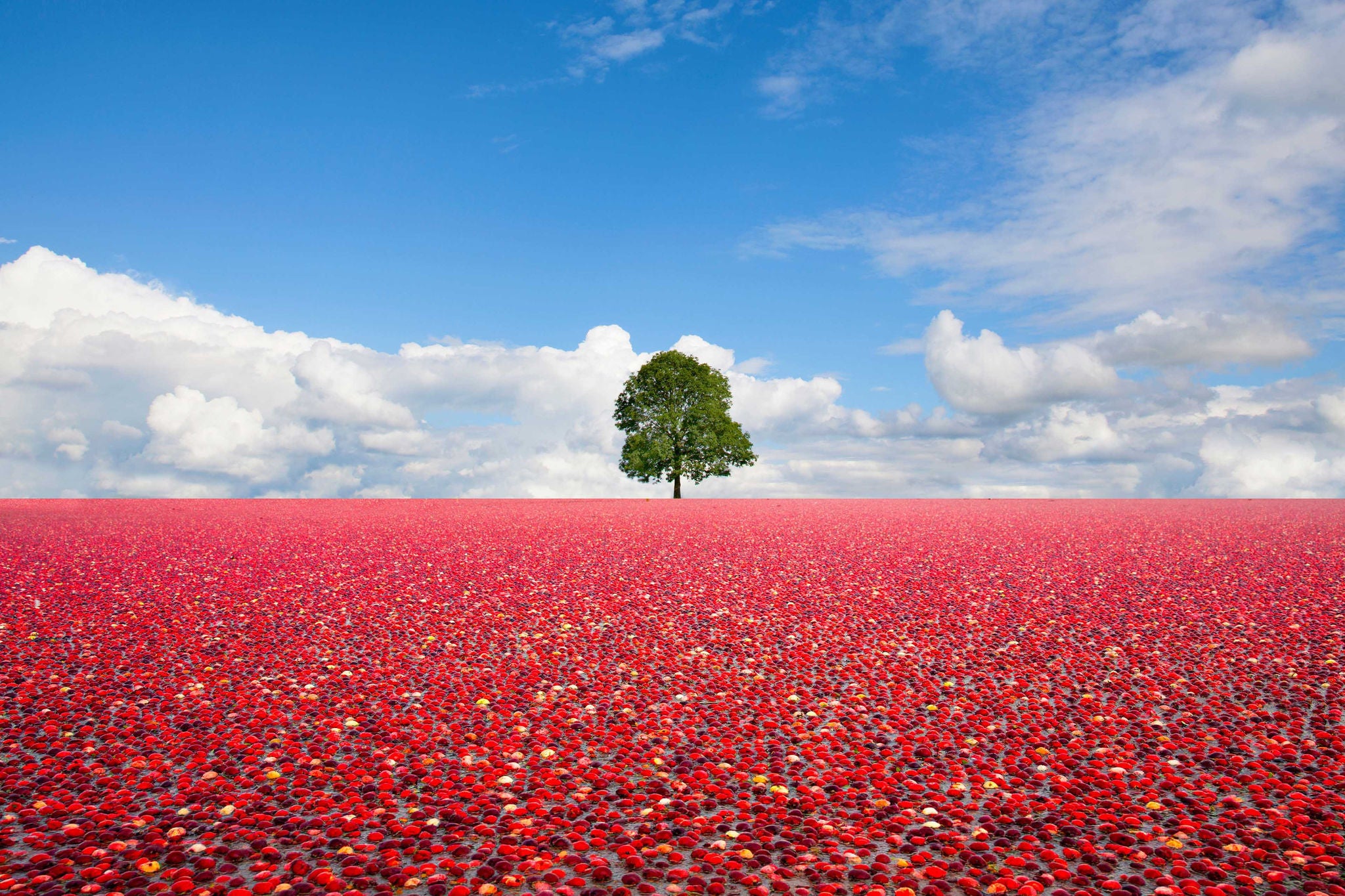 Single tree standing in the field of cranberries