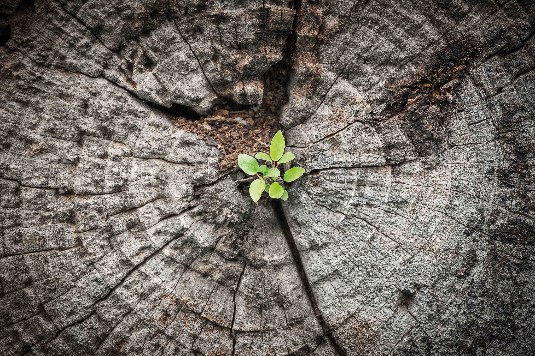 Nahaufnahme eines grünen Bäumchens, das aus einem Riss im absterbenden Holz wächst.