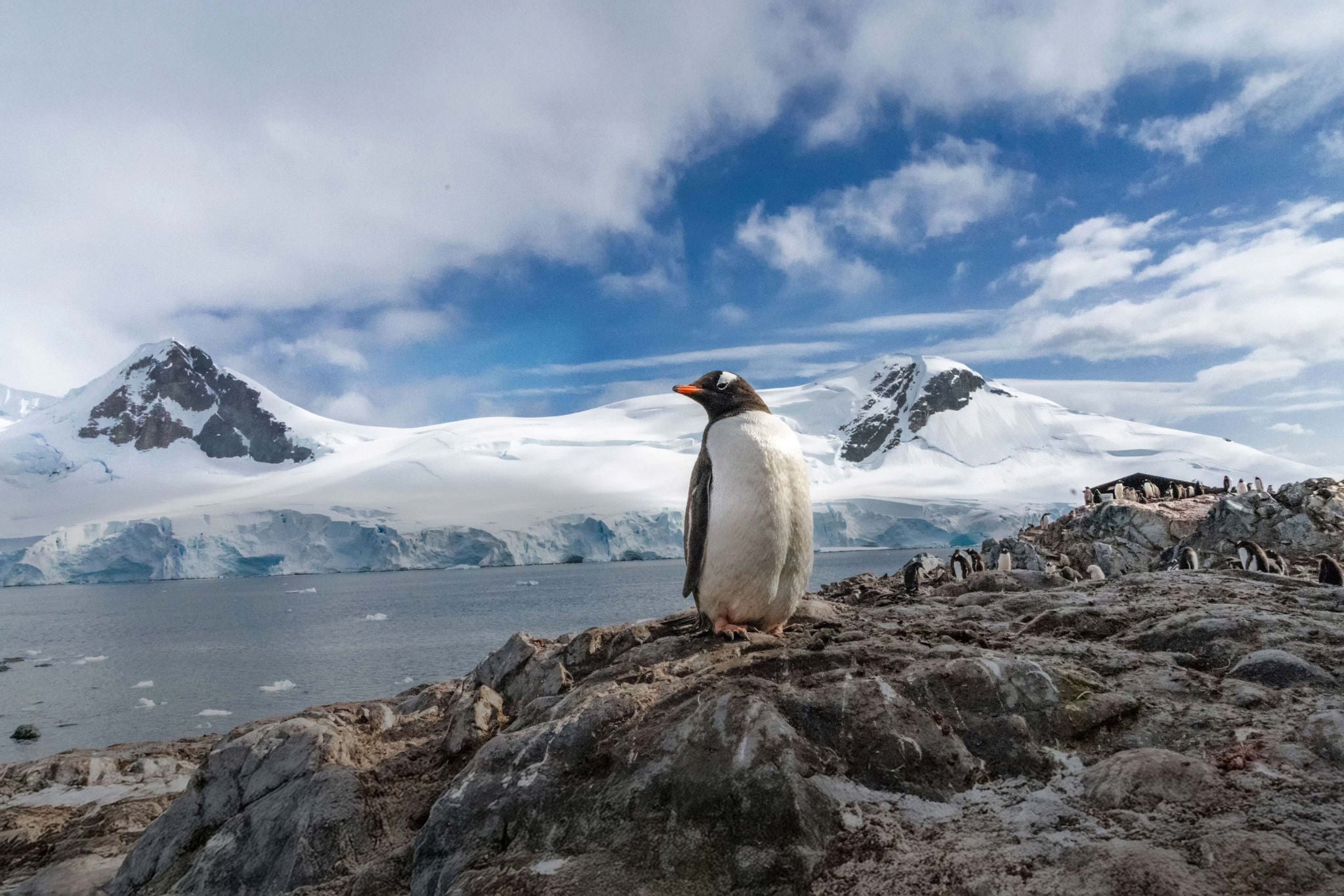 Ein Pinguin steht auf Felsen vor eisbedeckten Bergen und ruhiger Meereskulisse.