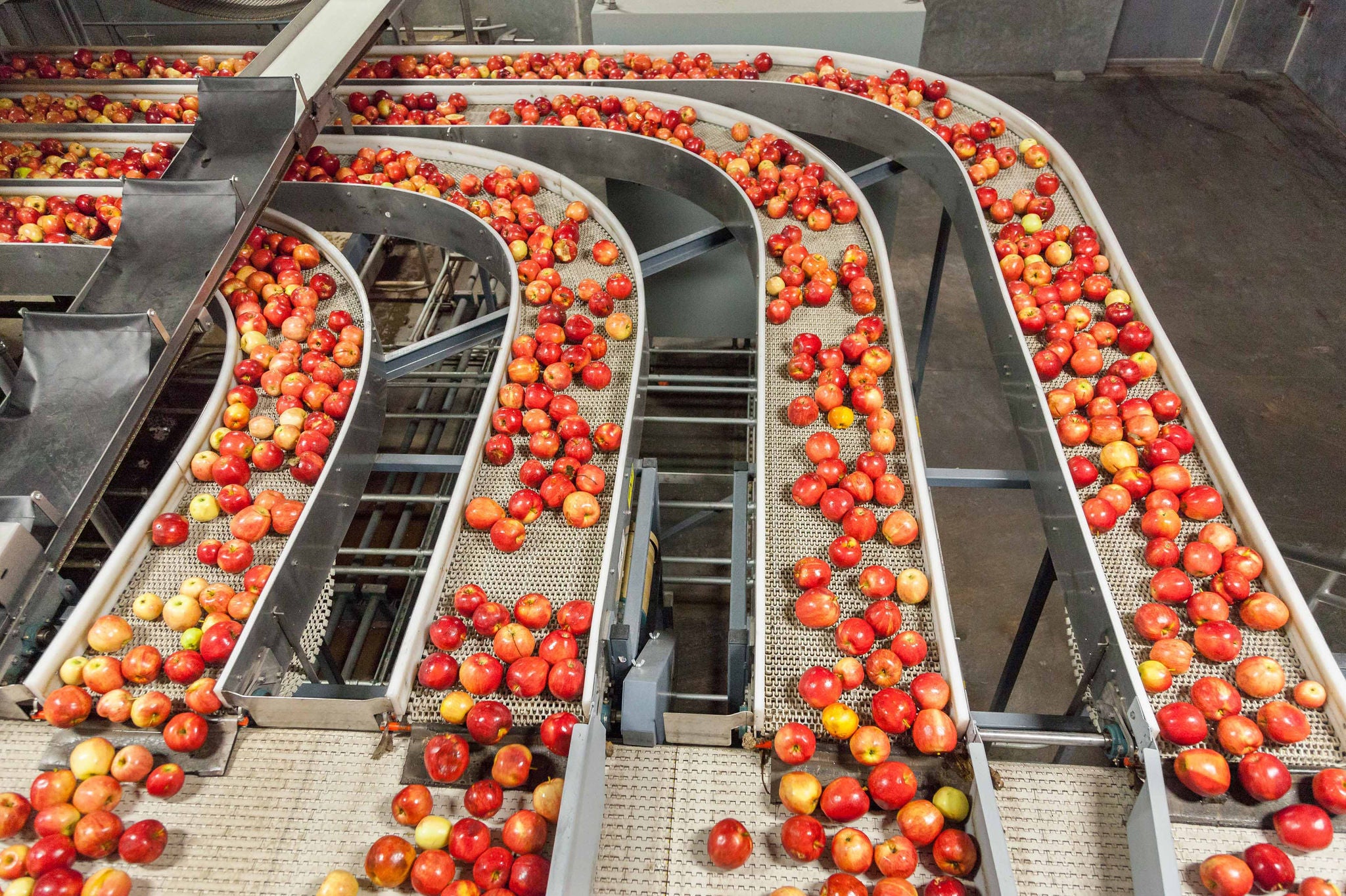 Clean and fresh gala apples on a conveyor belt
