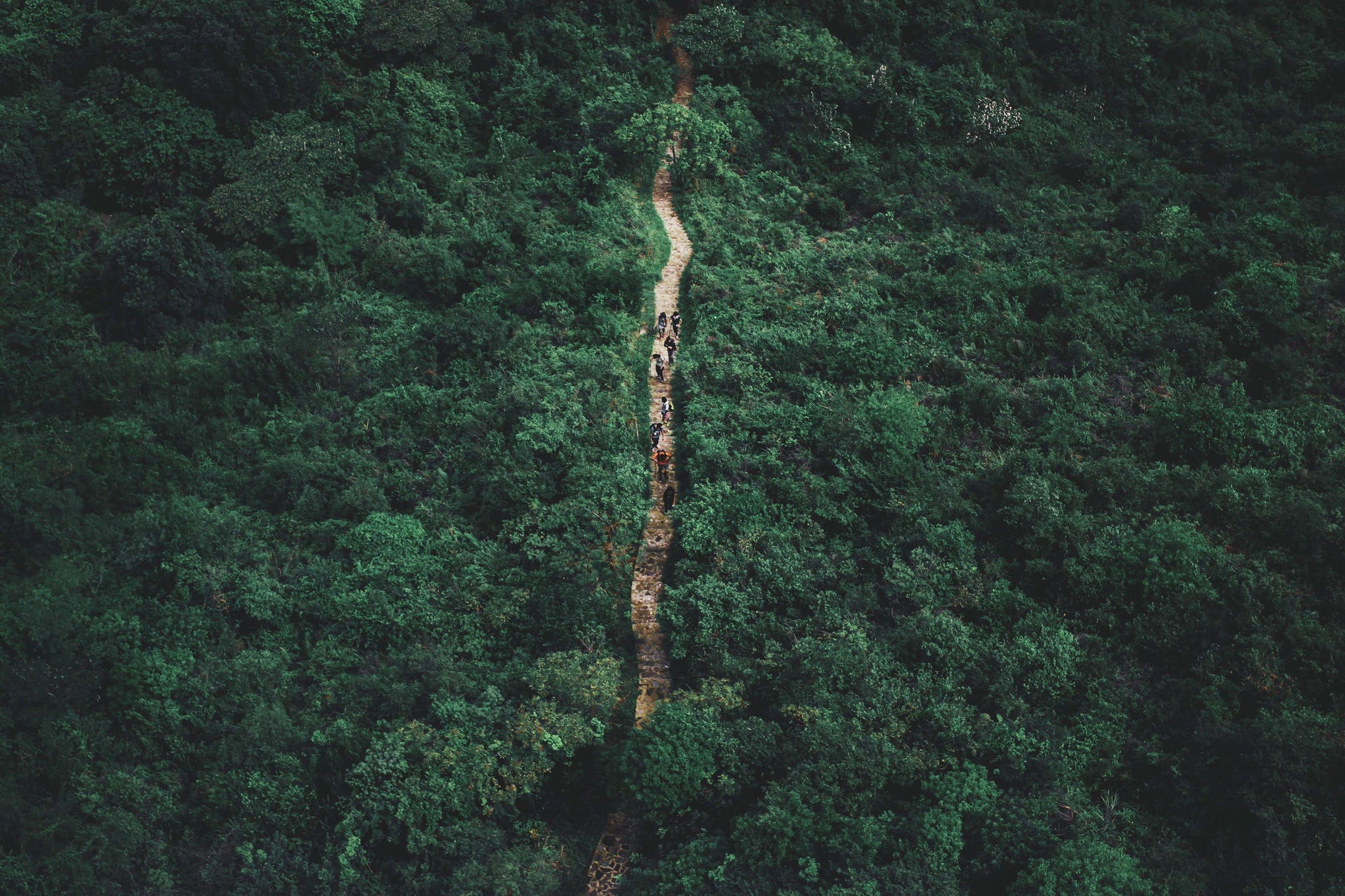 aerial view of people on track amidst trees in forest