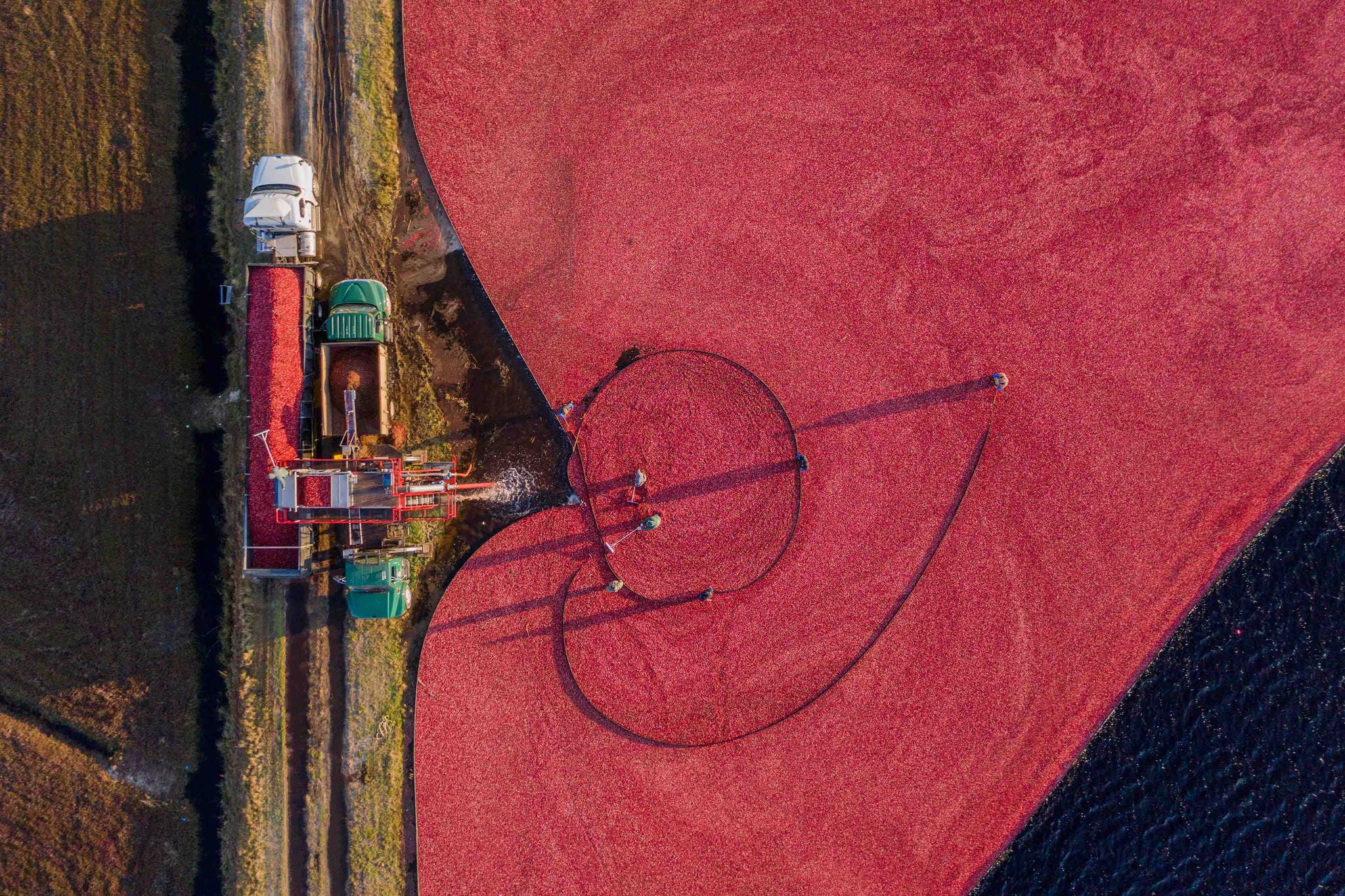 Looking down on cranberries being loaded into a truck