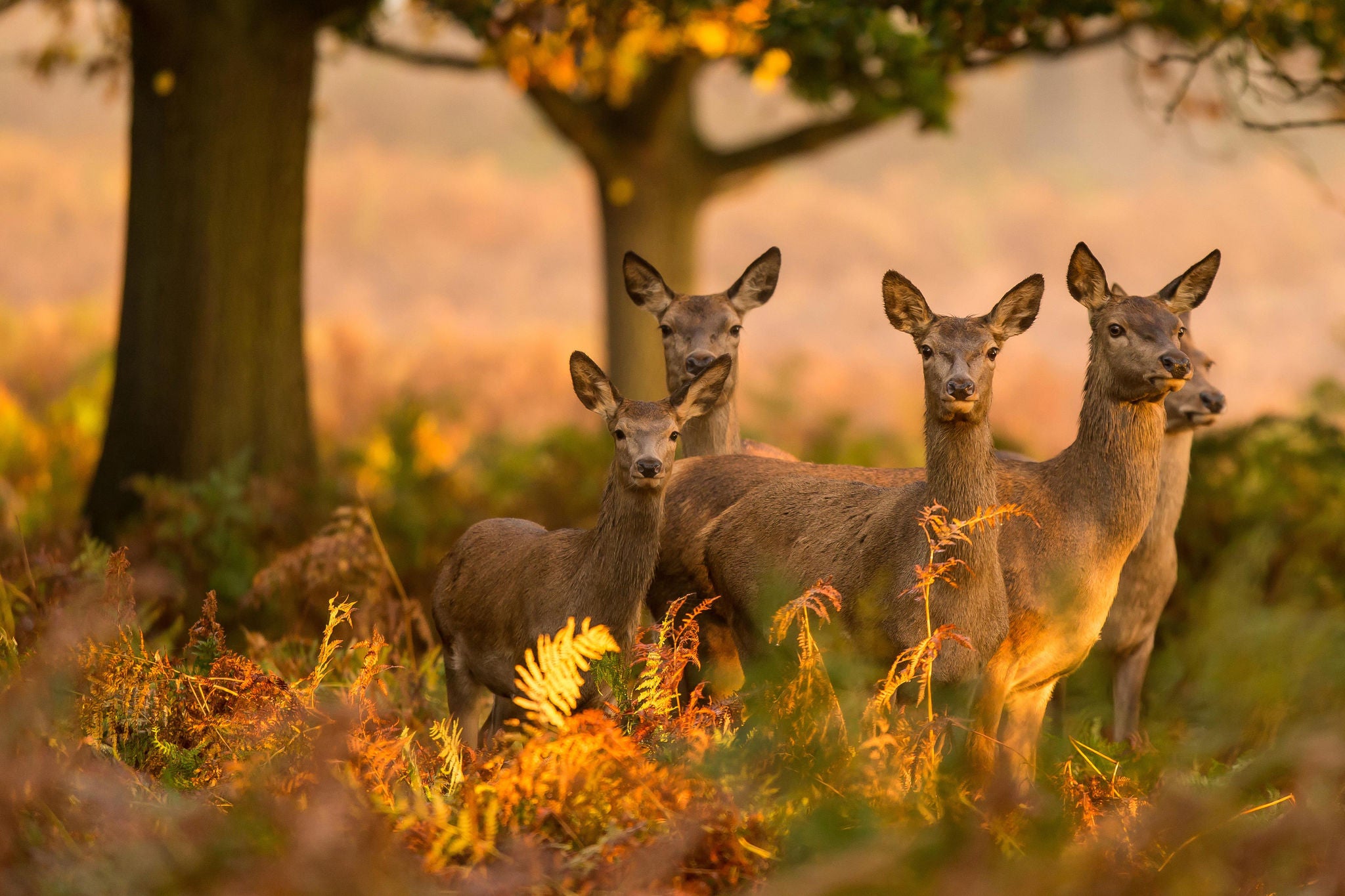 Deer standing in the forest background