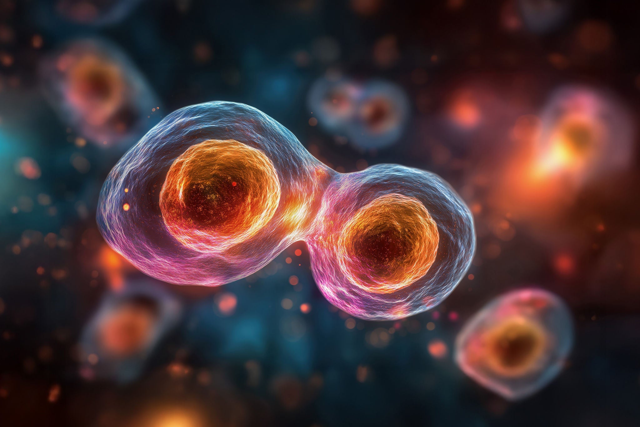 Zellteilung beim Menschen, fotorealistische biologische Illustration, generative KI-Illustration