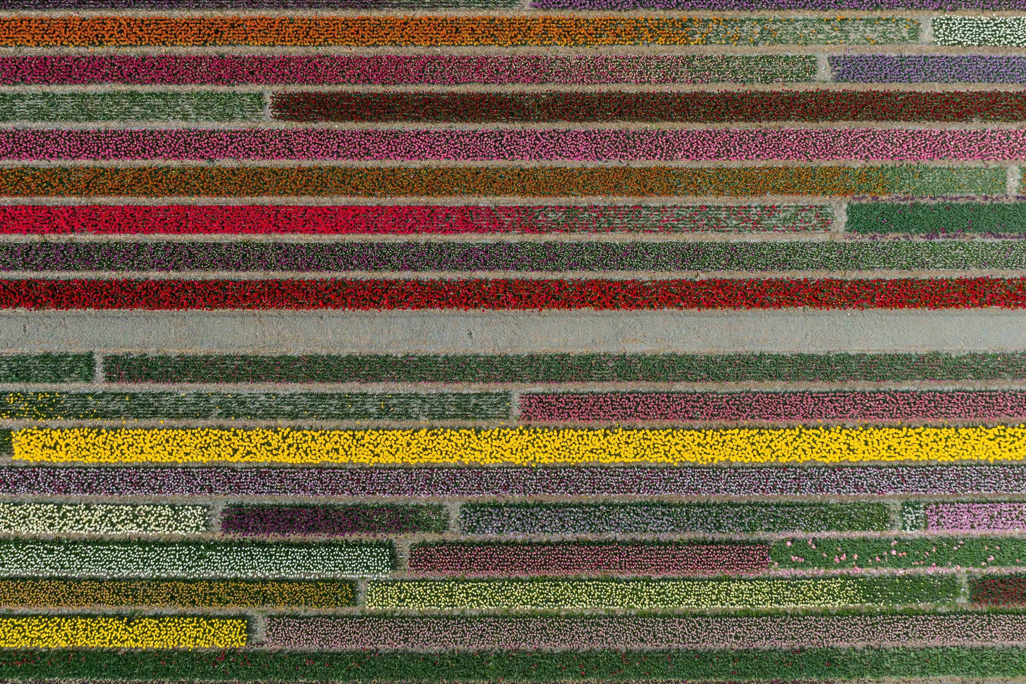 Layered tulip field photographed by drone from directly above