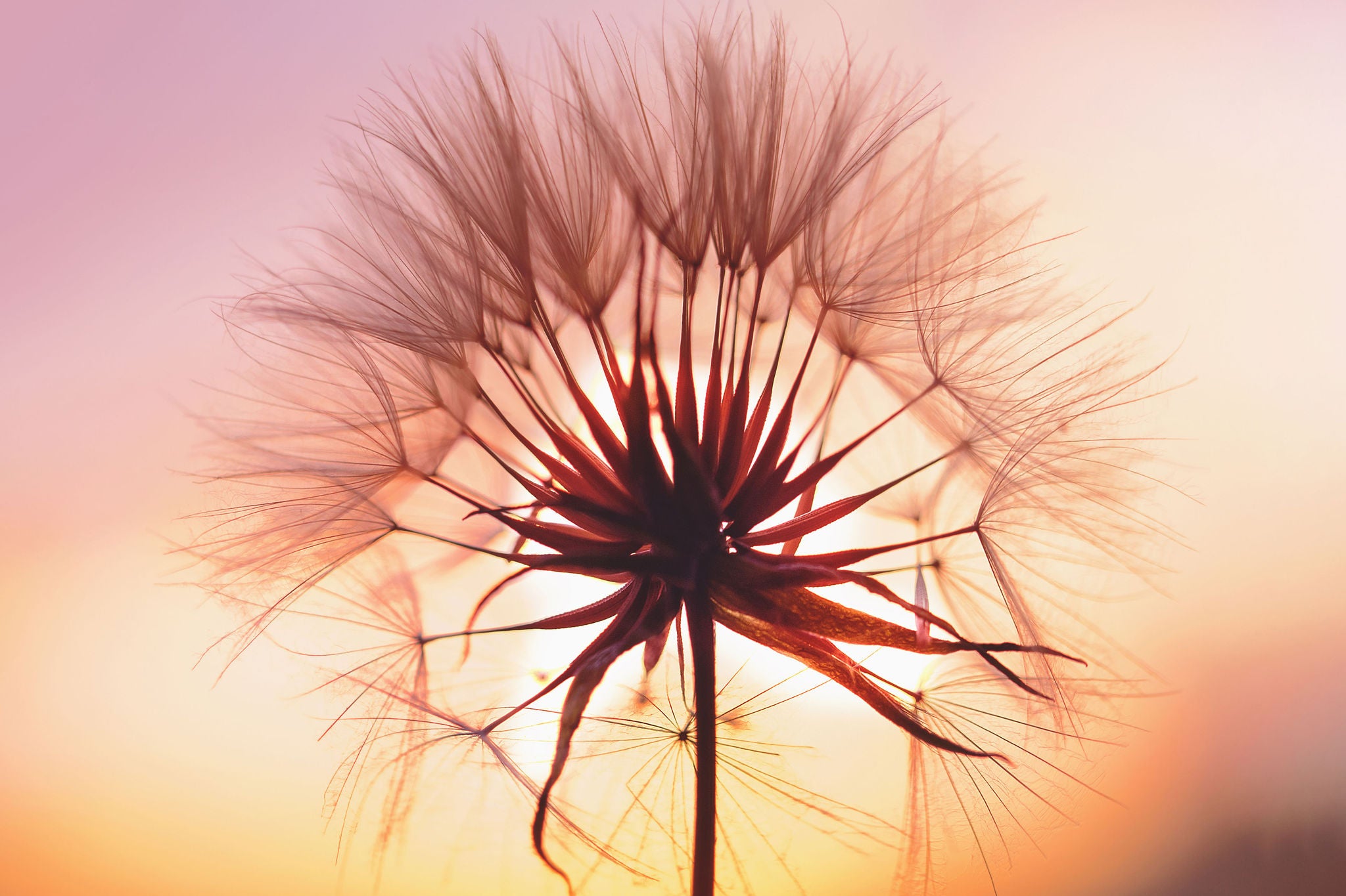 Dandelion at sunset