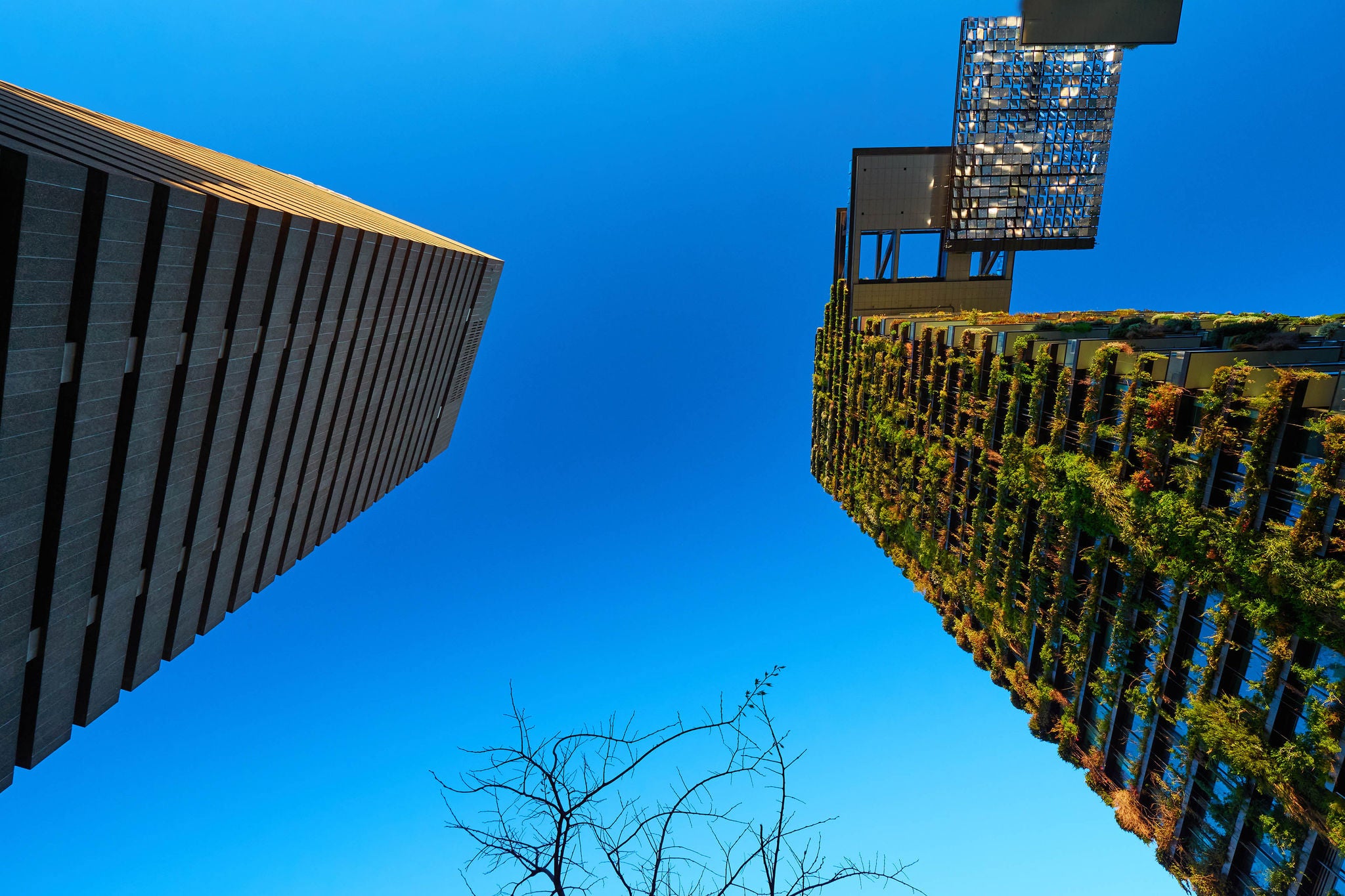 Vertical garden living green wall plants vs concrete modernism