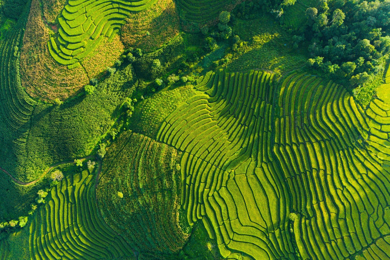 An aerial morning view of the terraced rice fields of Pa Bong Piang in Mae Chaem, Chiang Mai, Thailand.