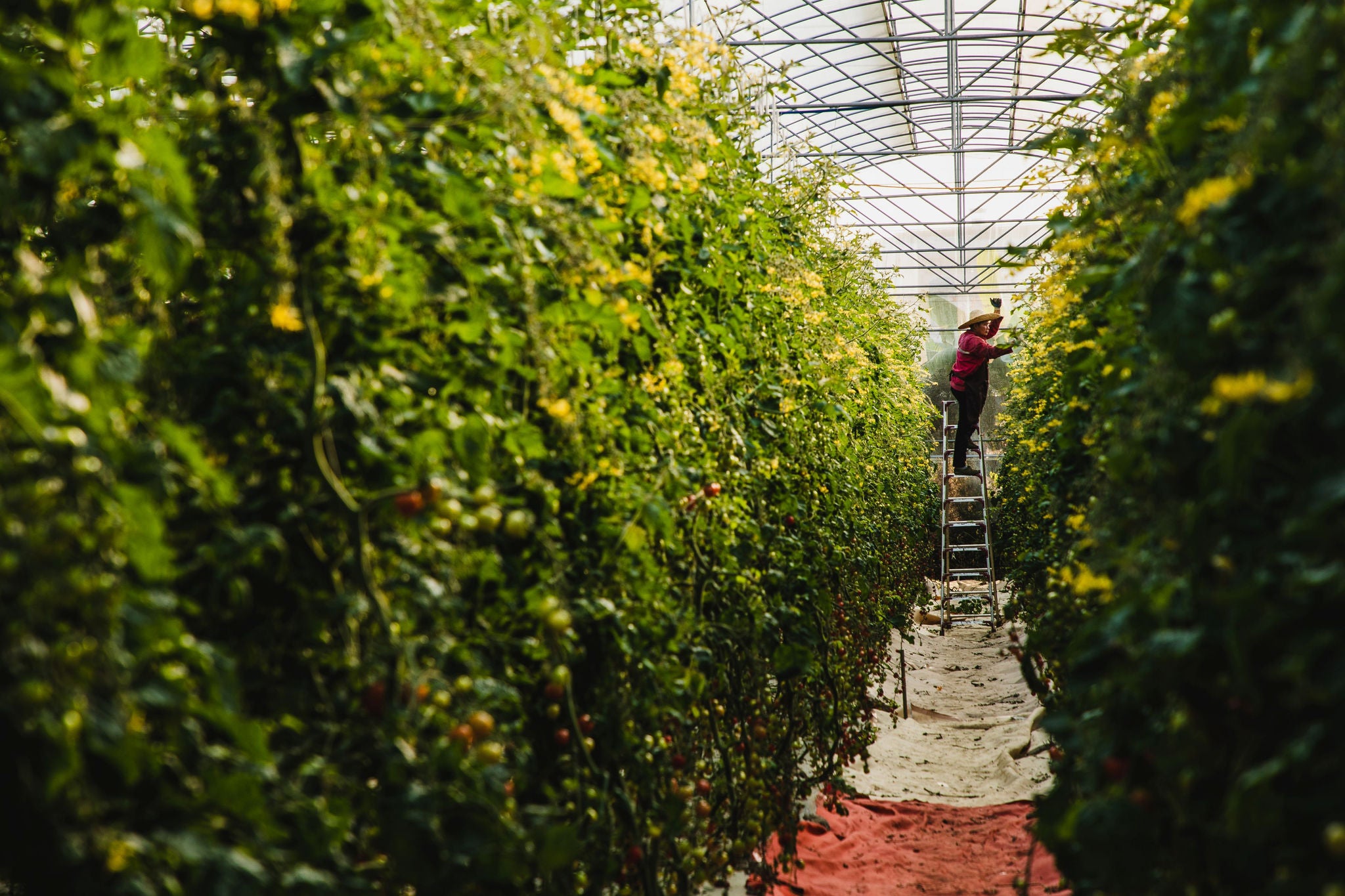 Worker on a ladder tending tall rows of plants inside a greenhouse.