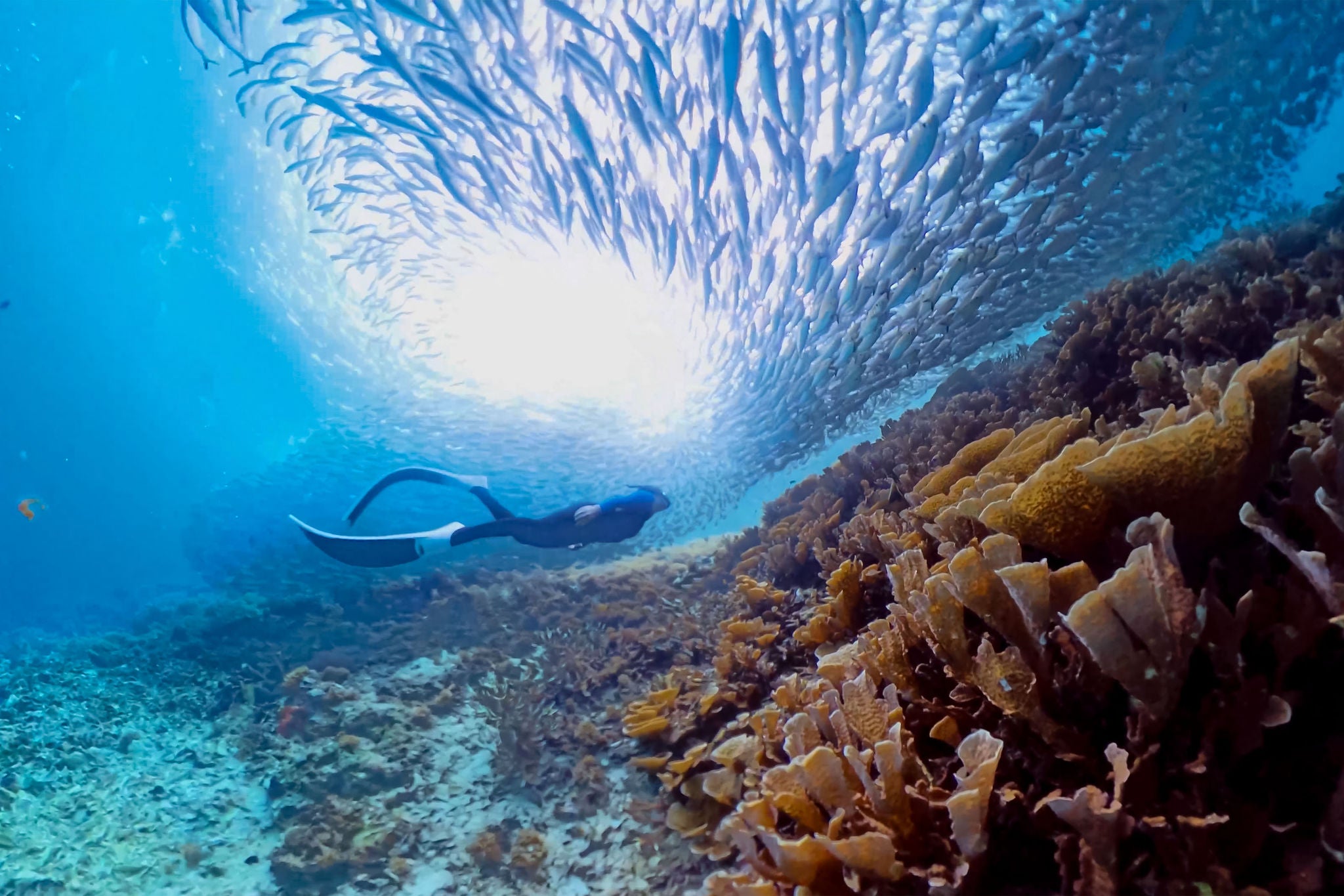 This breathtaking underwater video captures a young man freediving into a swirling bait ball. The scene showcases the density of marine life, the ocean's power, and the thrill of freediving. Ideal for themes of adventure, underwater exploration, ocean life, and marine biology.