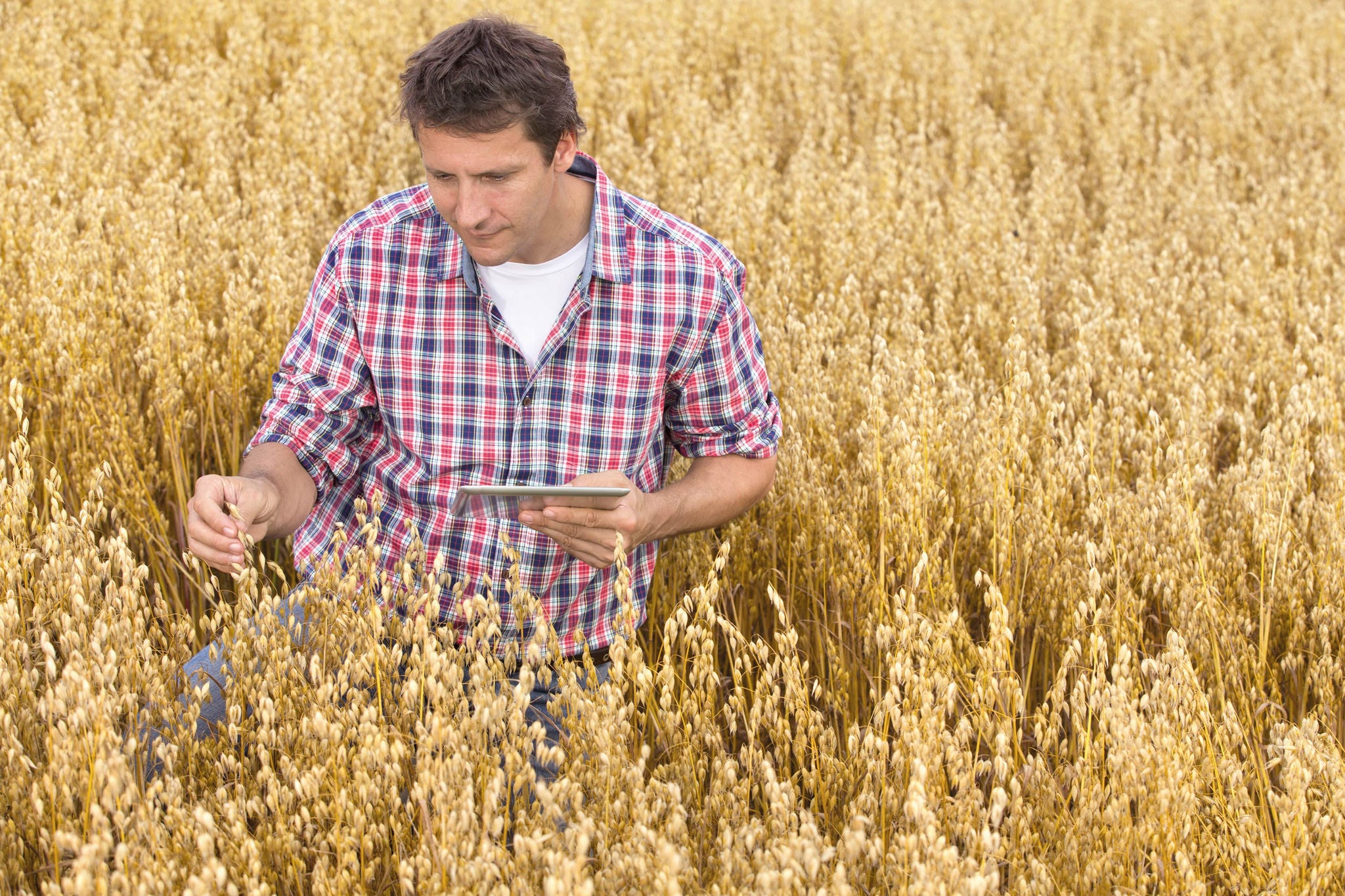 A farmer inspects the wheat field static
