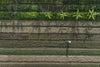 Aerial shot of wally fry walking in a field