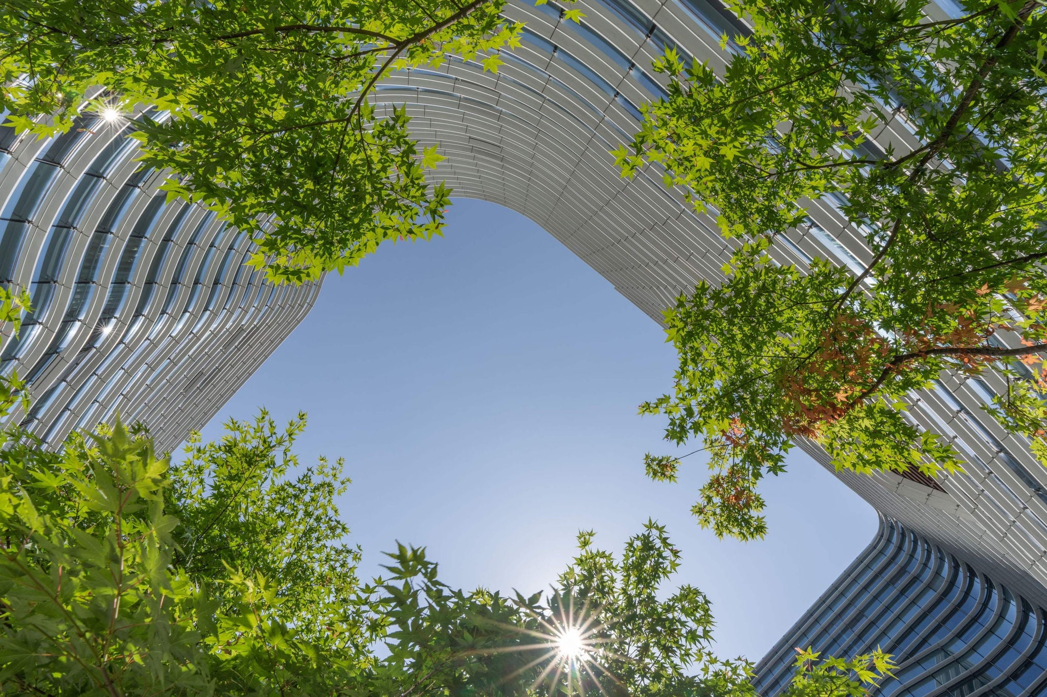 Trees in a business district