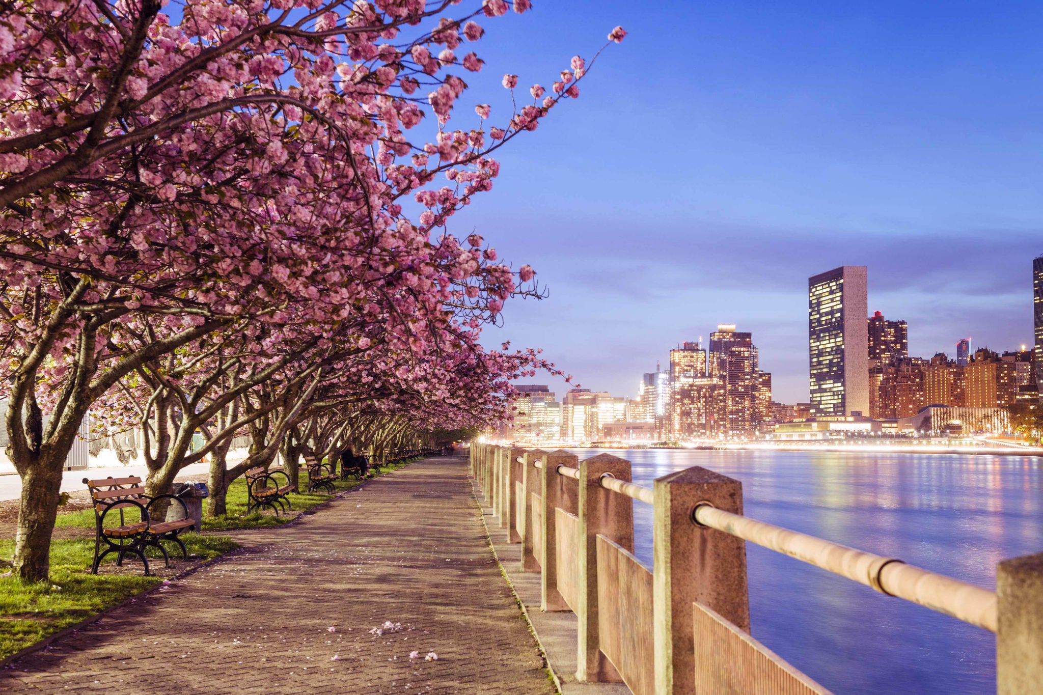 Photograph of blooming cherry blossom trees lining a sidewalk on Roosevelt Island, in New York City, USA.