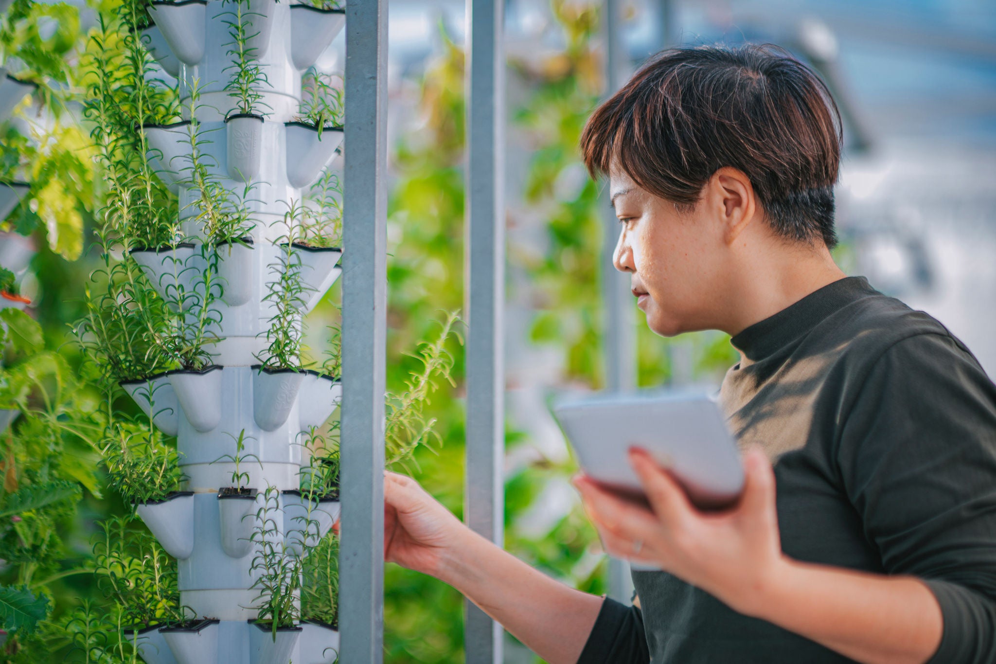 Chinese woman checks mint plants in a vertical hydroponic greenhouse