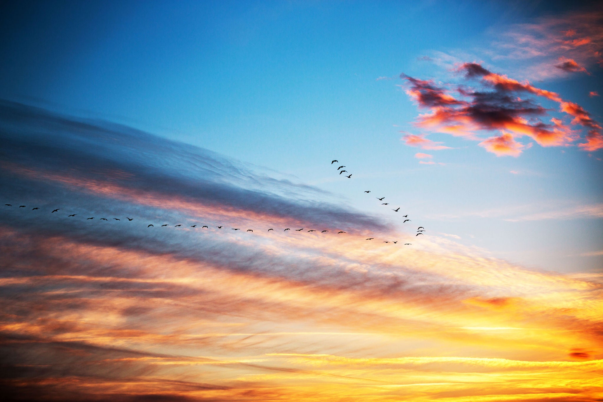 Flock of birds flying in the sky