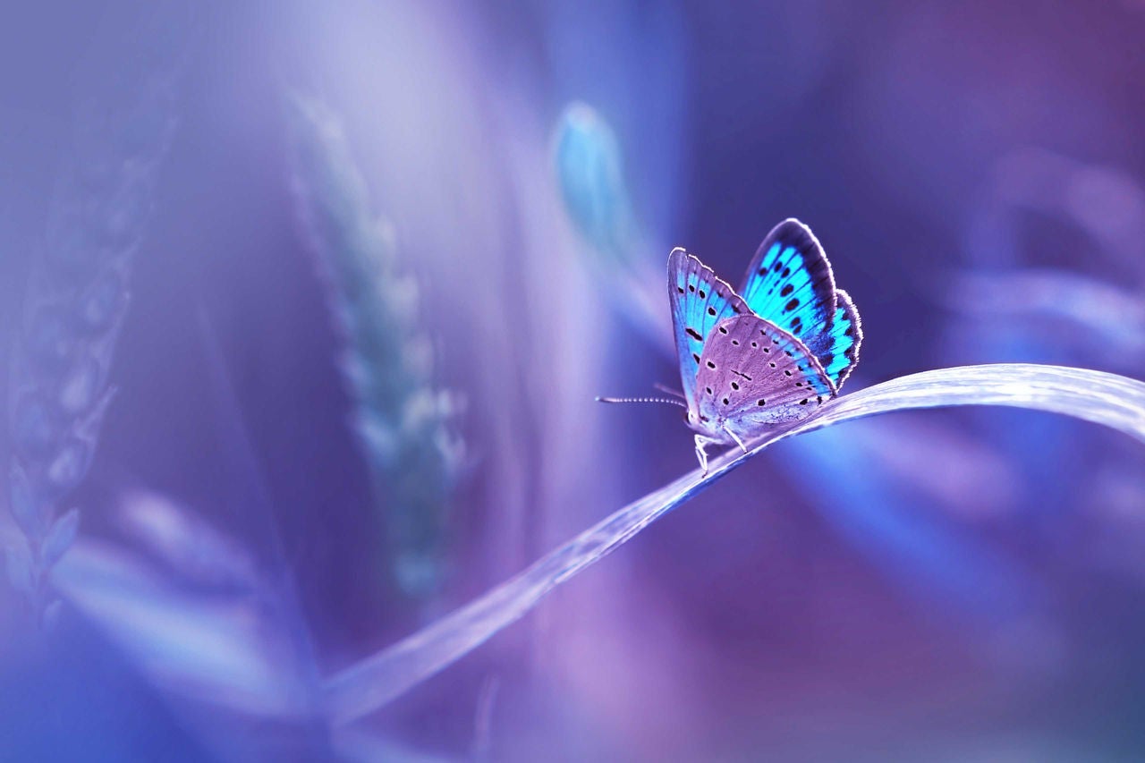 Tax Club banner with a purple butterfly