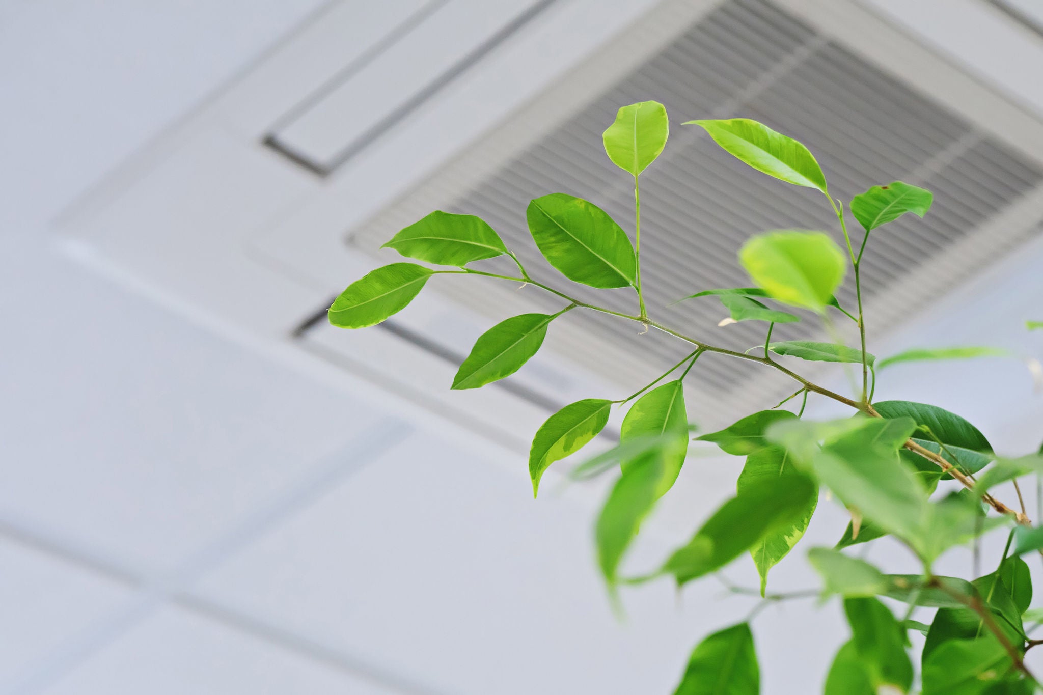 Ficus green leaves on the background ofceiling air conditioner in modenr office or at home. Indoor air quality concept