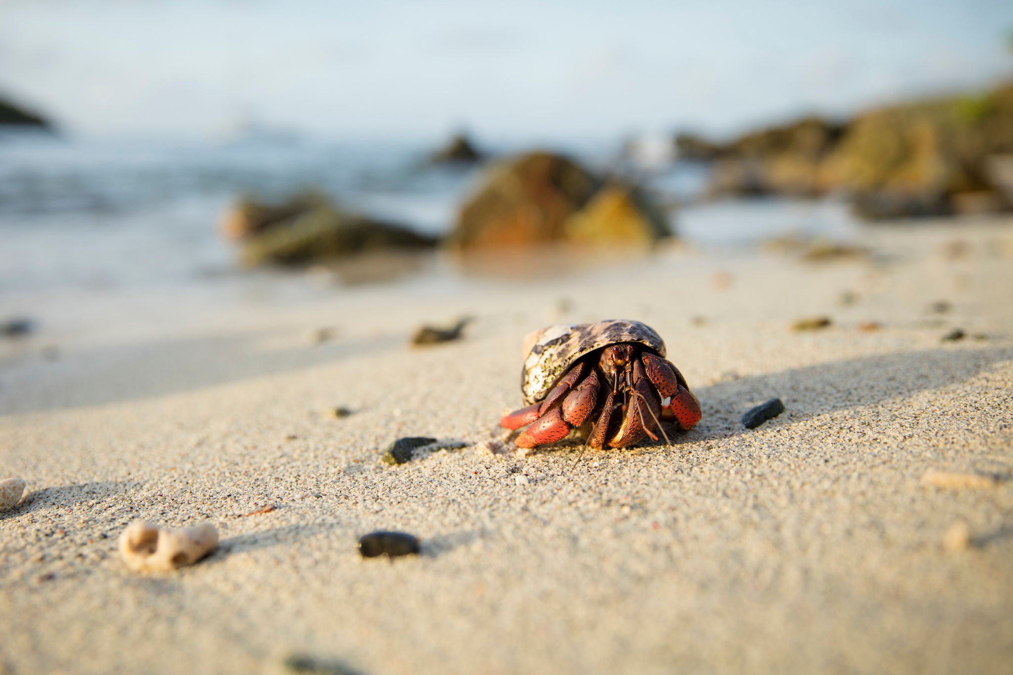 Crab crawls US Virgin Islands