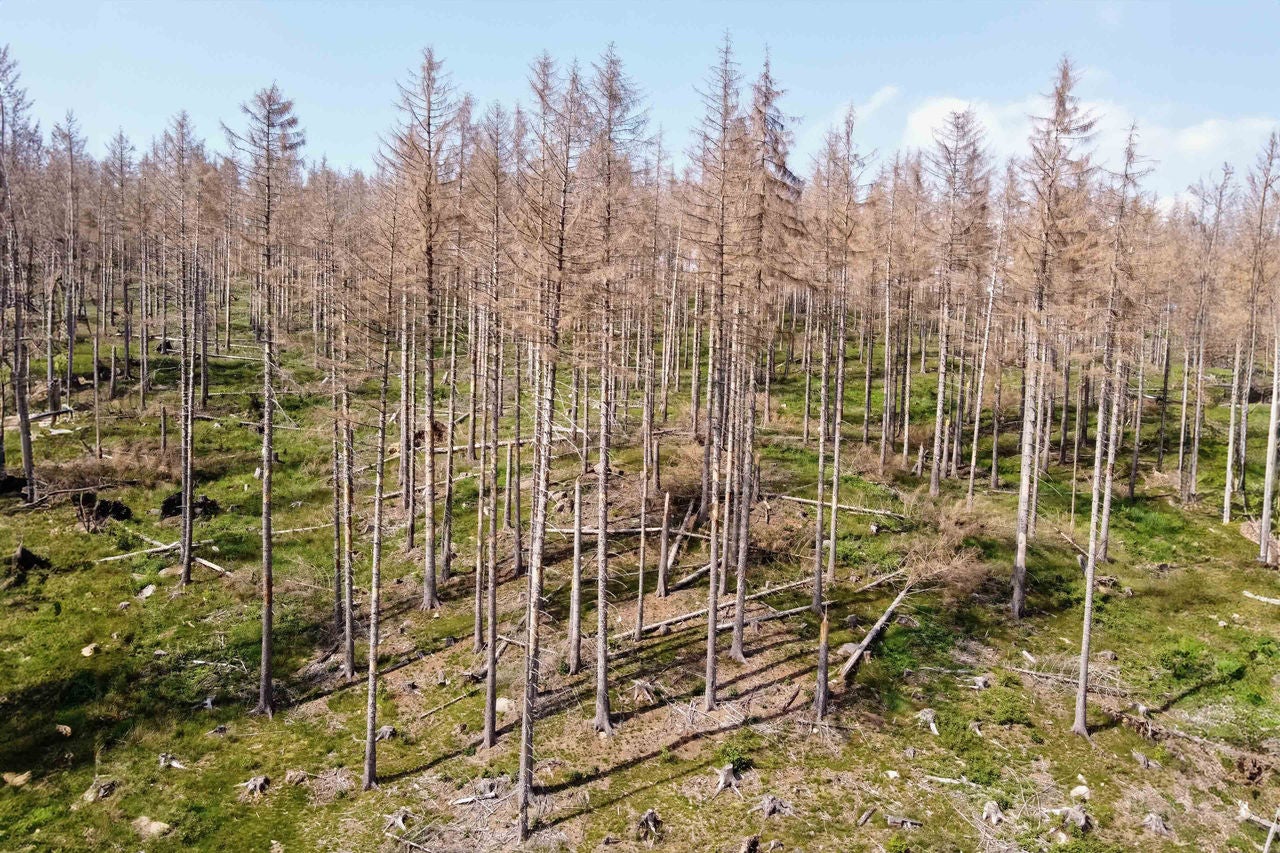 Klimawandel und Biodiversitätsverlust sind eng miteinander verwoben und verstärken sich gegenseitig.