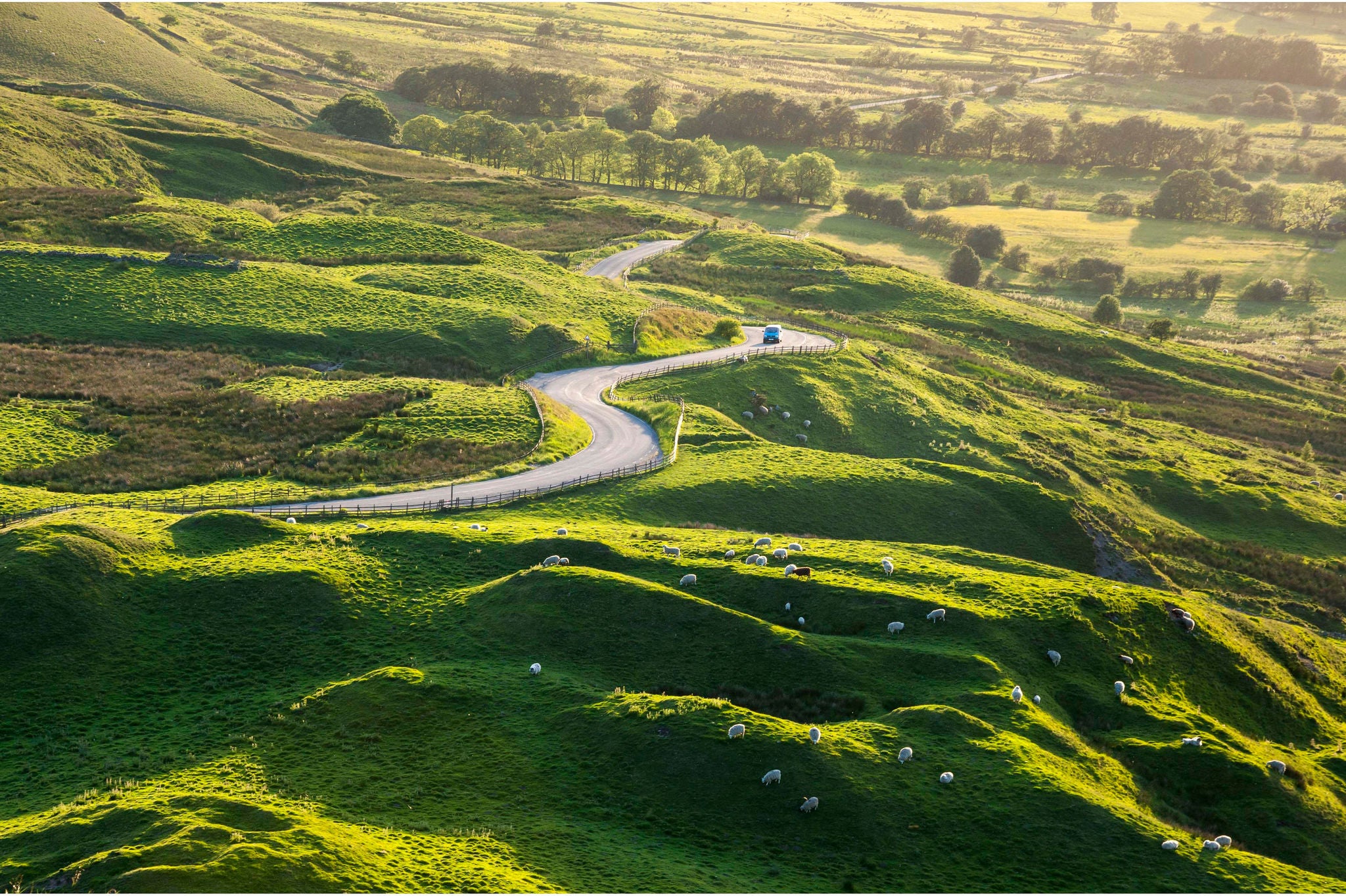Sheep graze the green, bumpy land beside a bendy road near Edale in the Peak District, Derbyshire. A summer landscape with the warm glow of evening sunlight.