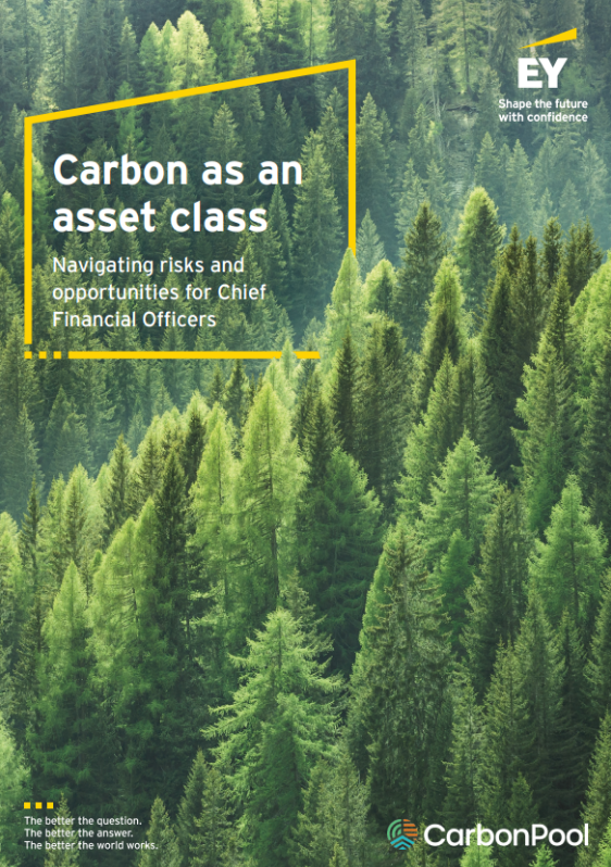 image of pine forest