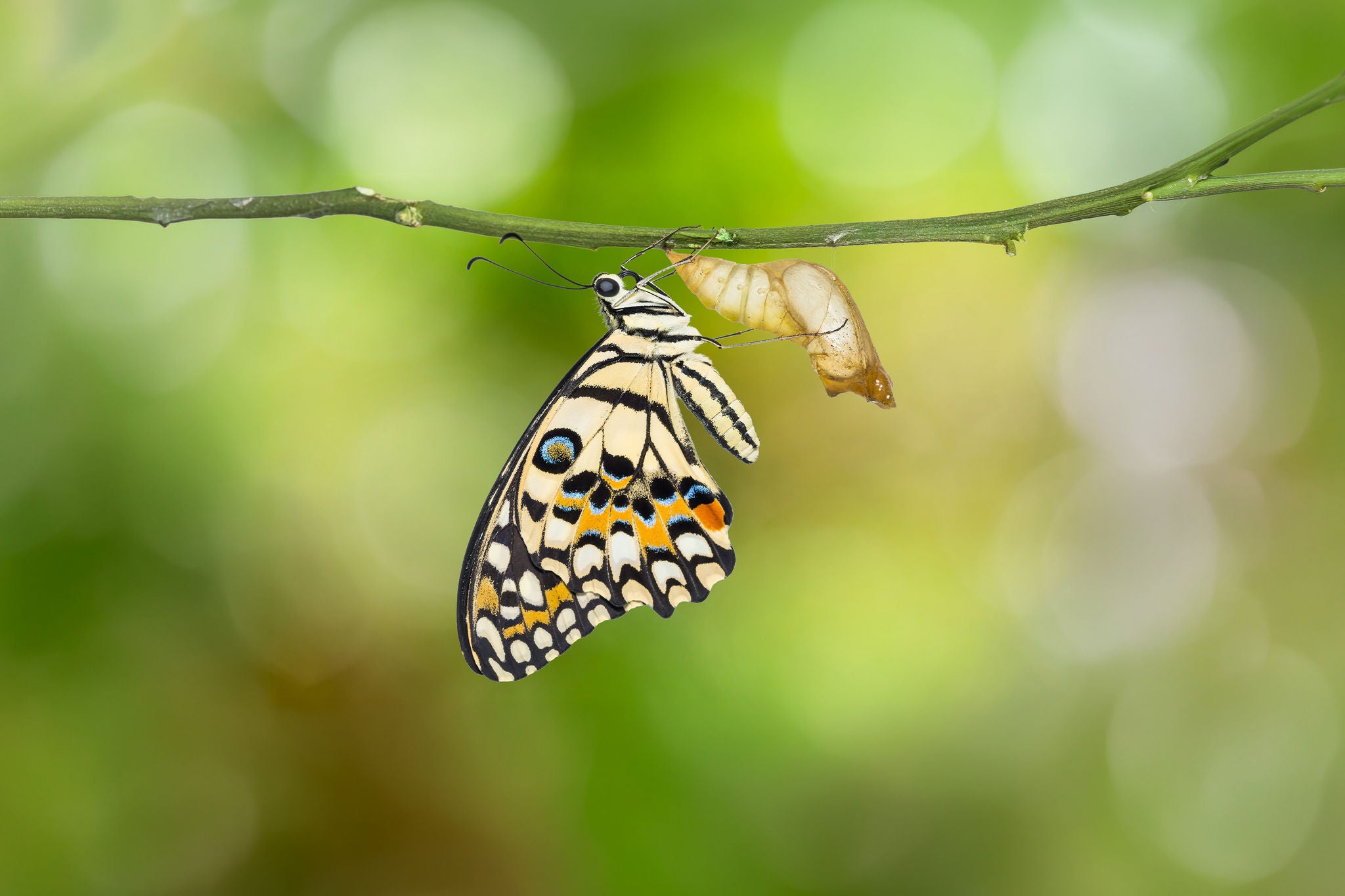 Makroaufnahme eines Schmetterlings während der Metamorphose an einem Ast.