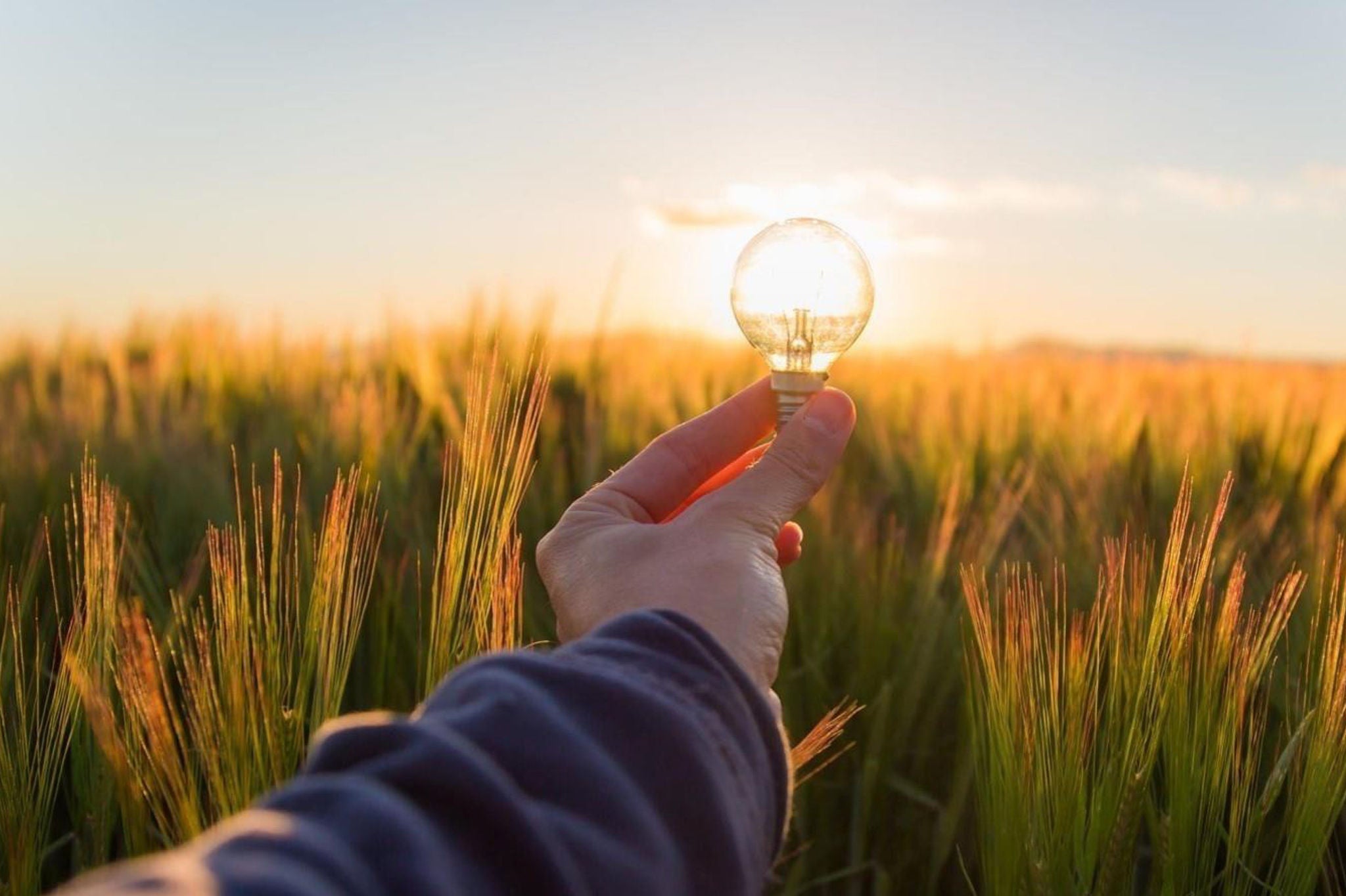 Hand holding a light bulb above a crop field at sunset