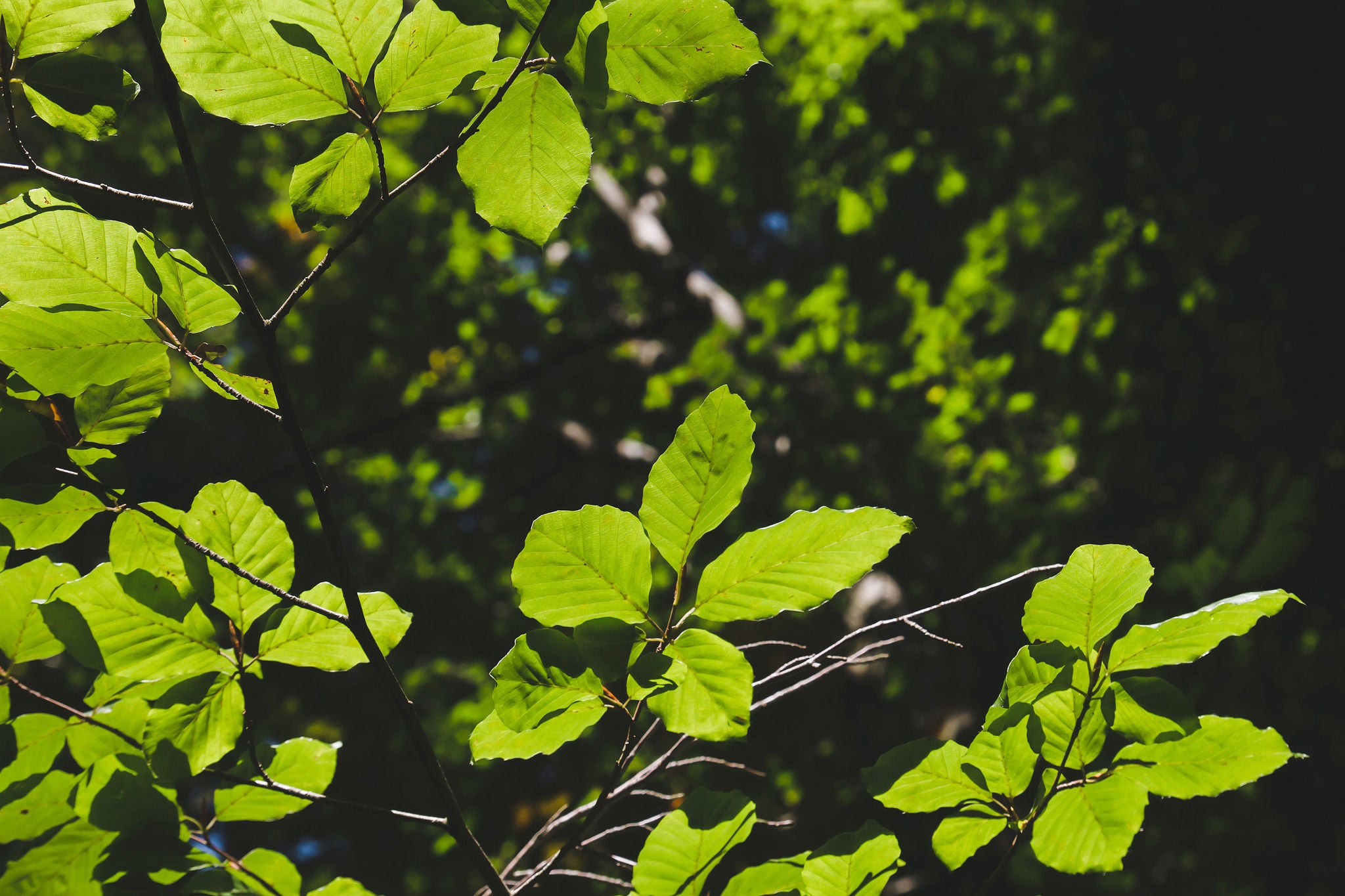 Beech tree fresh green foliage 