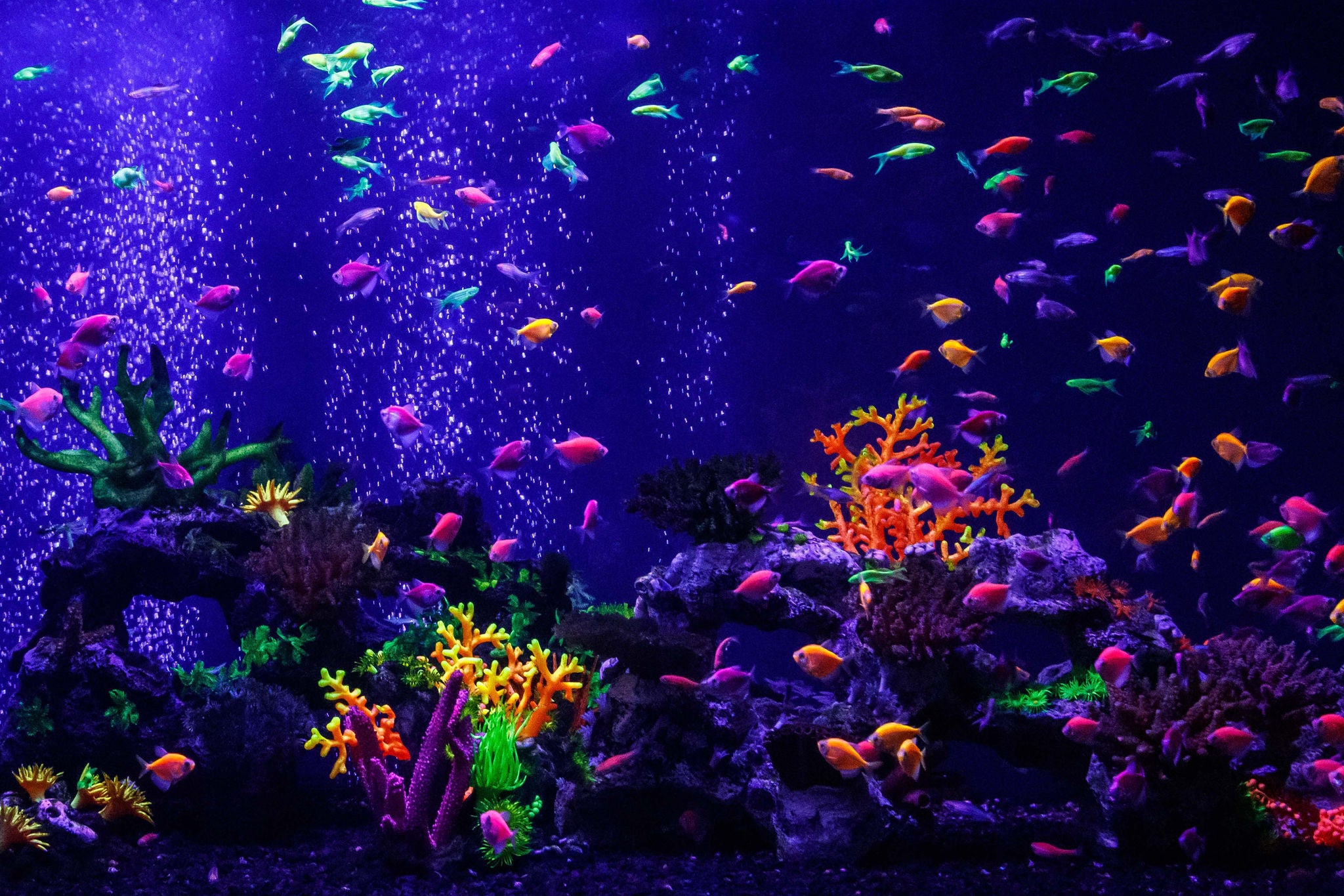 macro beautiful fish glo tetra fish danio rerio