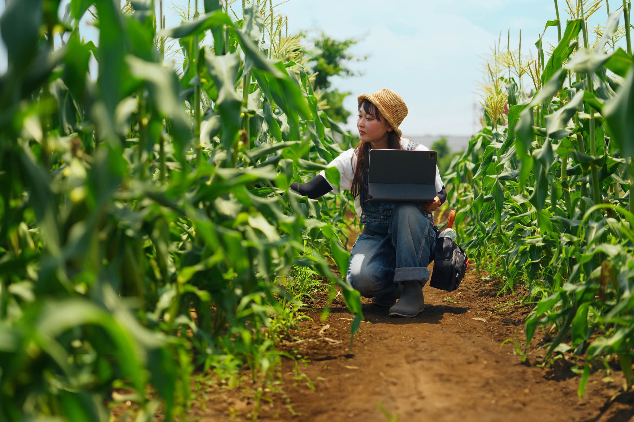 A female farmer is using digital tablet to check the quality of the crops.