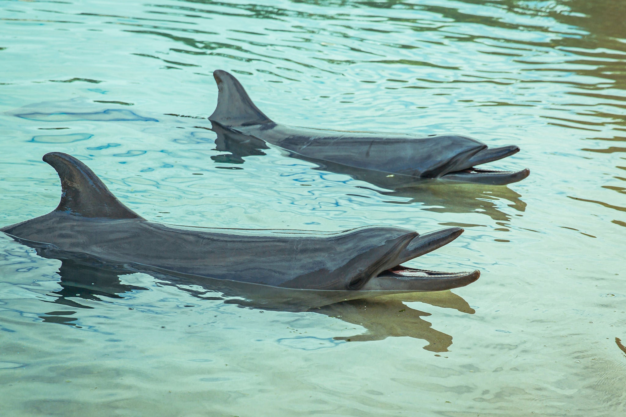Dolphin spotting
