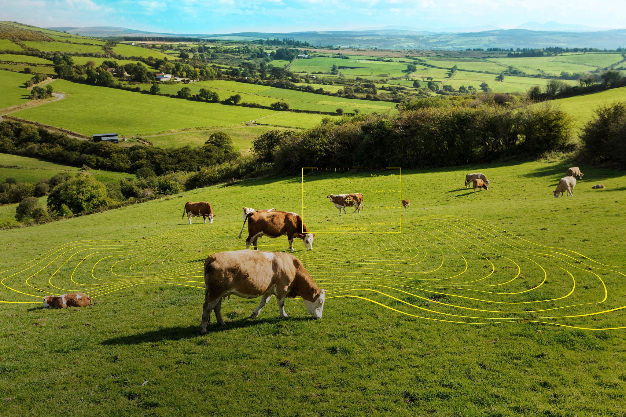 EY cow grazing grass