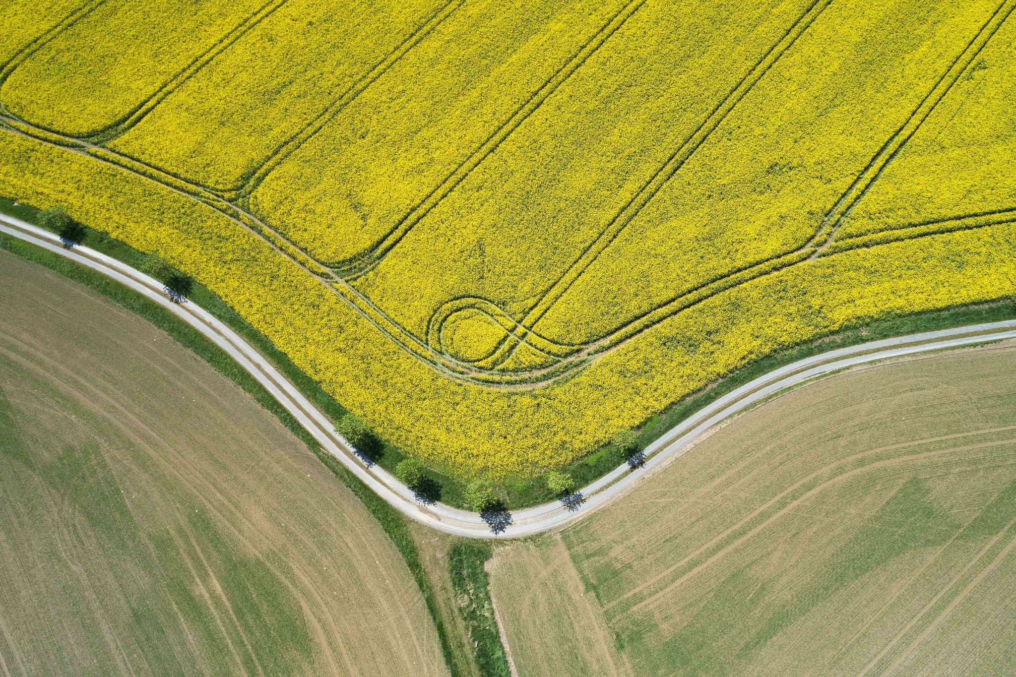 Aerial view of dirt road along vast rapeseed fields in spring, Germany, Thuringia, Schleiz