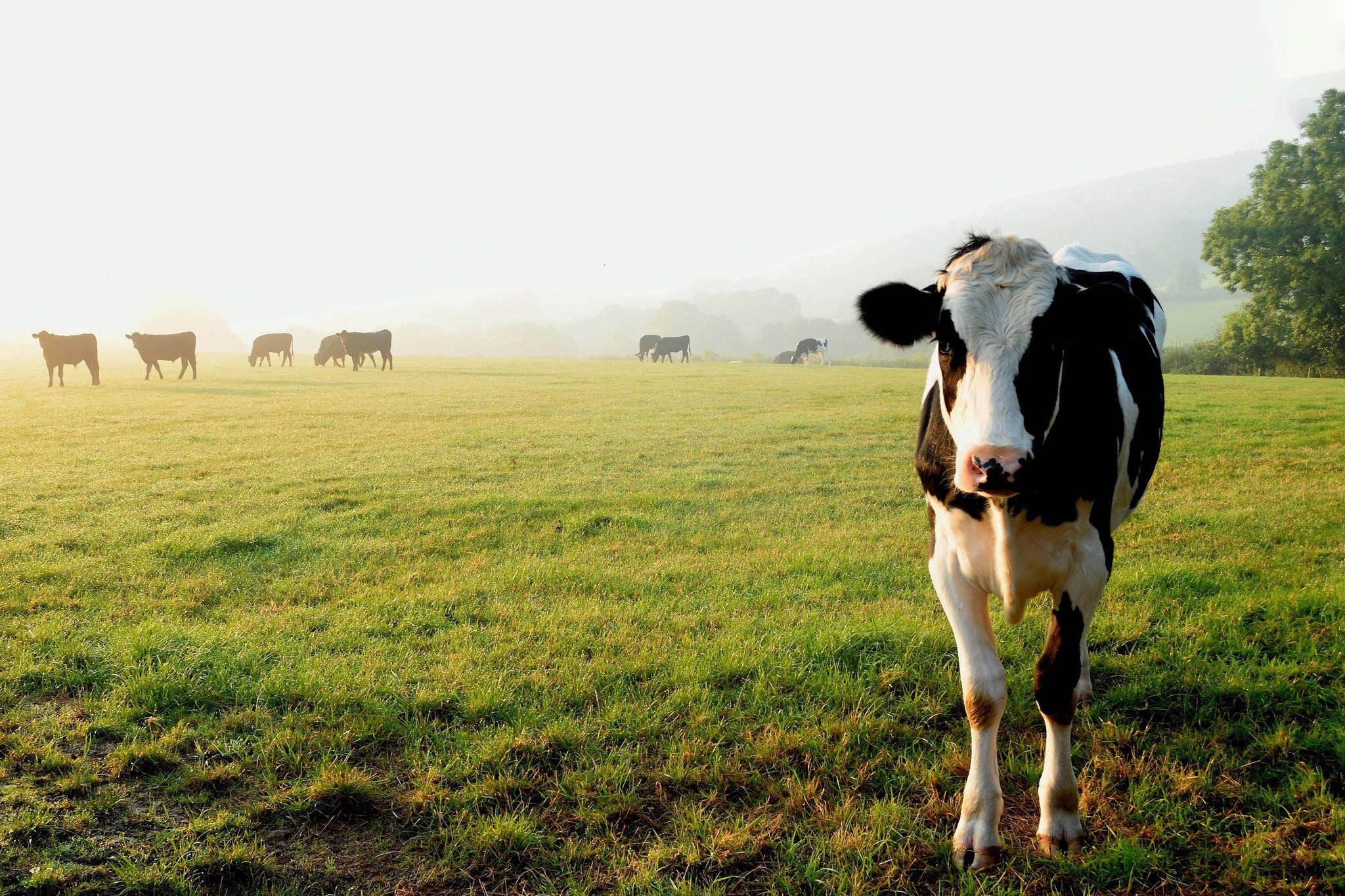 Picture of Herd of cows grazing on a farmland in Devon, England