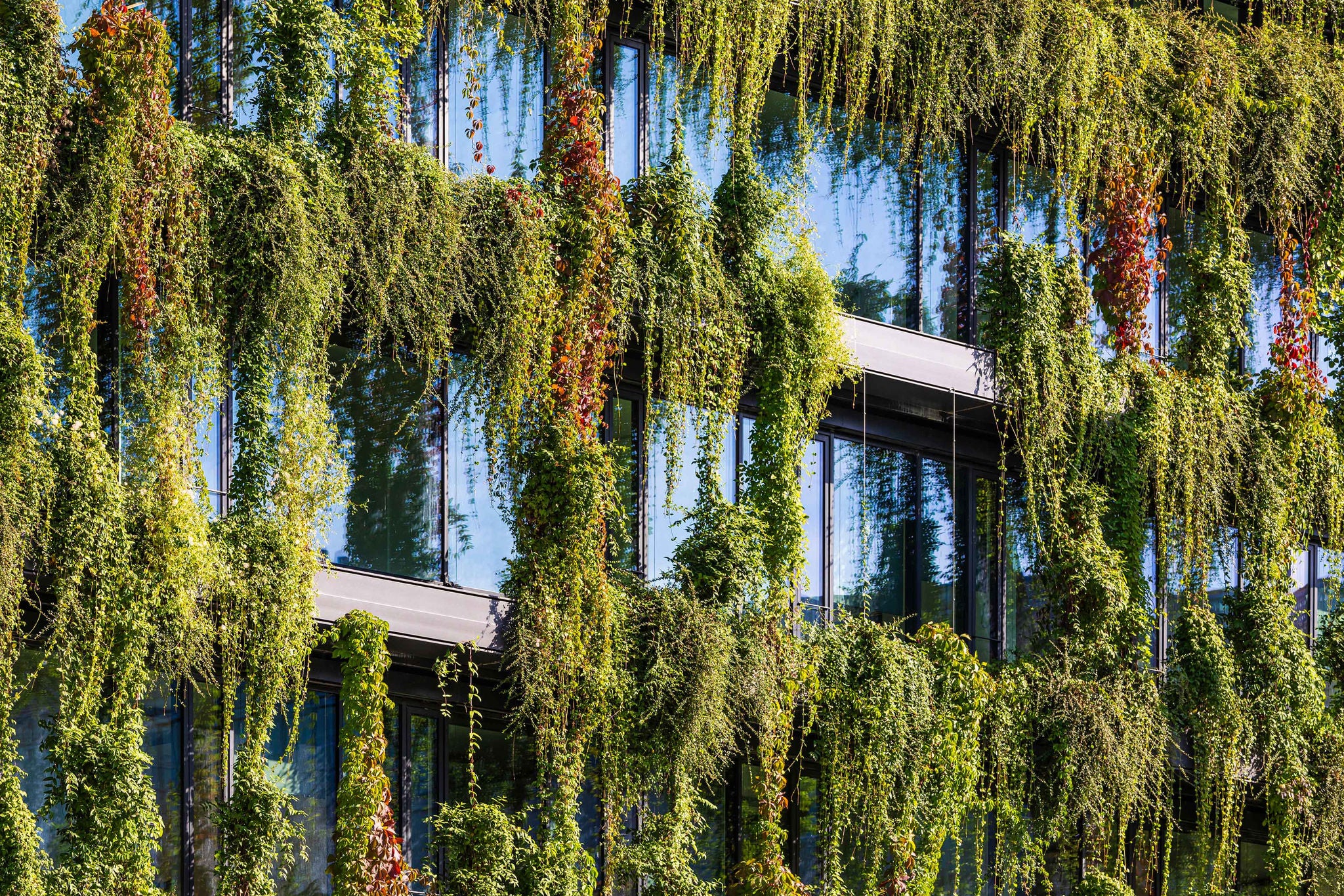Façade vitrée couverte de plantes grimpantes