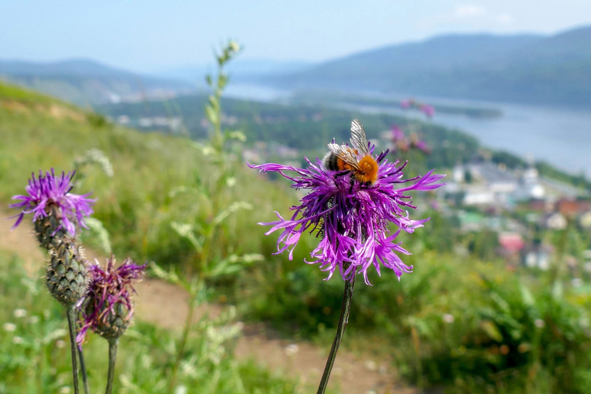 Blooming thistle on the banks of the Yenisei river