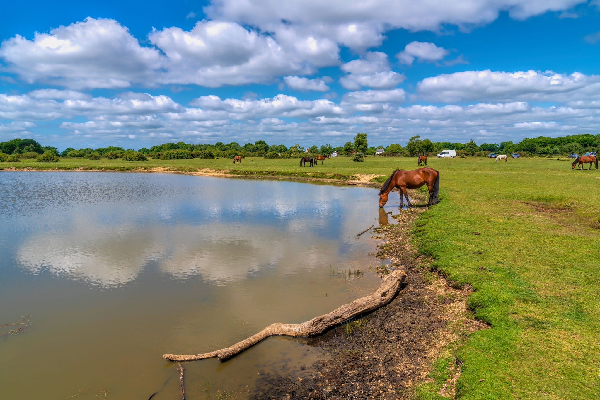 Pony drinking from lake in New Forest landscape
