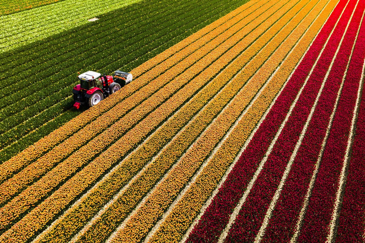  creating a colorful tapestry across the landscape, Lisse, South Holland, Netherlands.