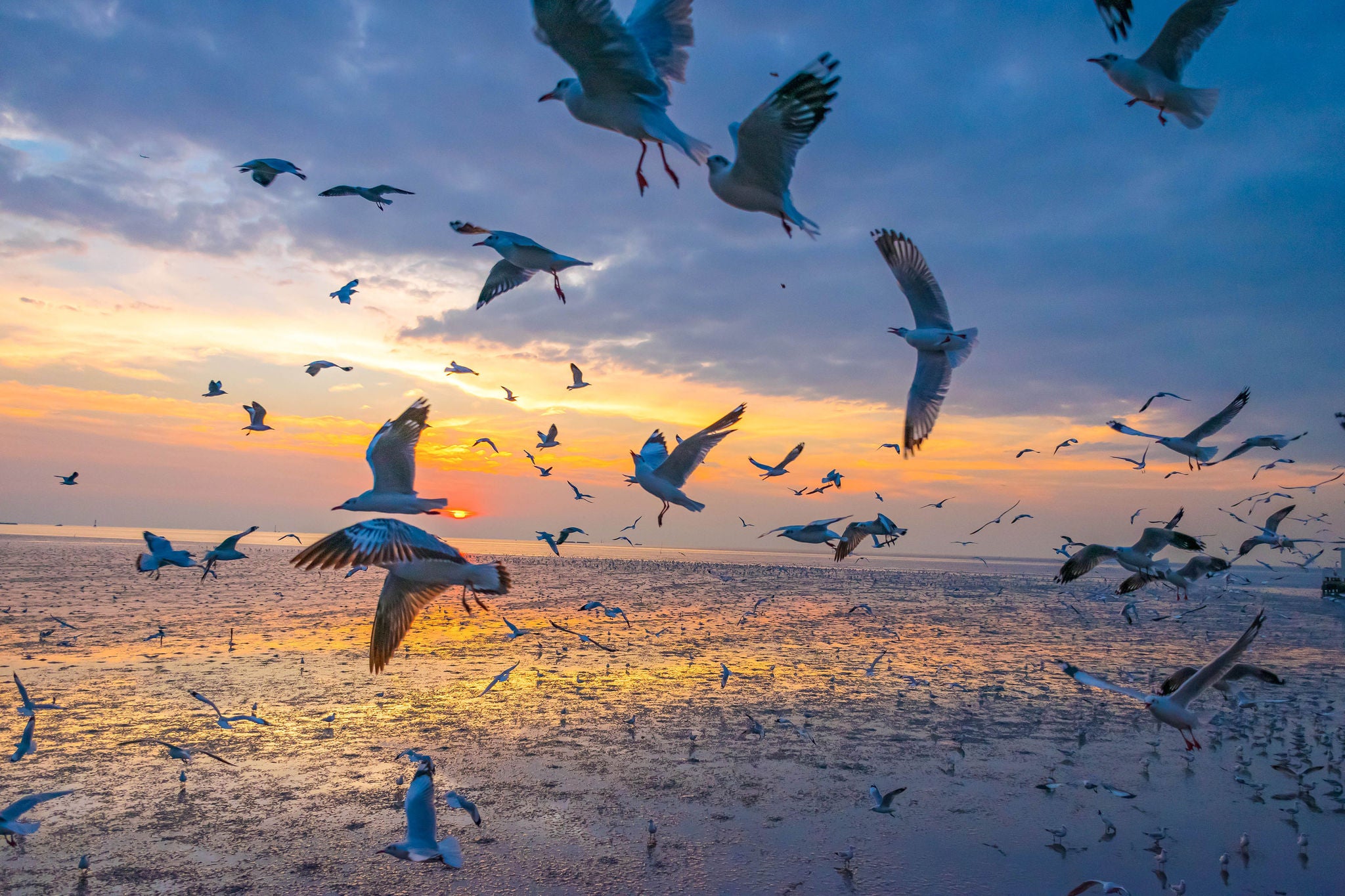 Scenic View of Seagulls Flying Above Sea Against Sky During Sunset, Bang Pu, Samutprakan Province, Thailand, Asia