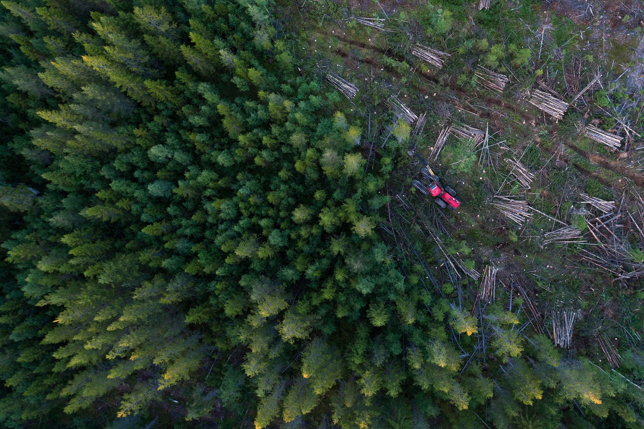 Ariel-näkymä hakkuumetsään Ruotsissa