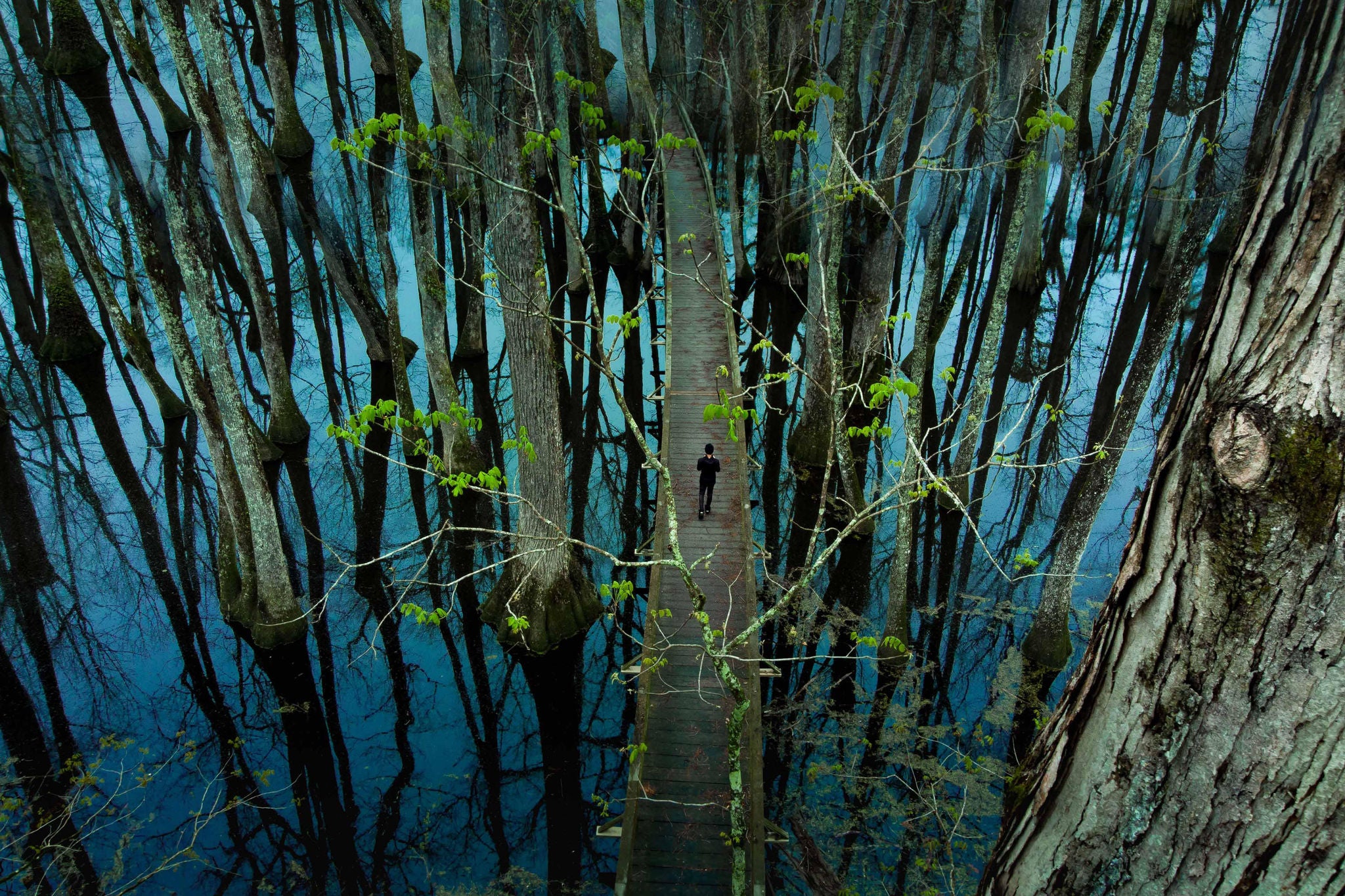 Aerial view of cypress swamp on natchez trace parkway 