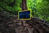 Raíces de árbol con recuadro de raíces digitales
