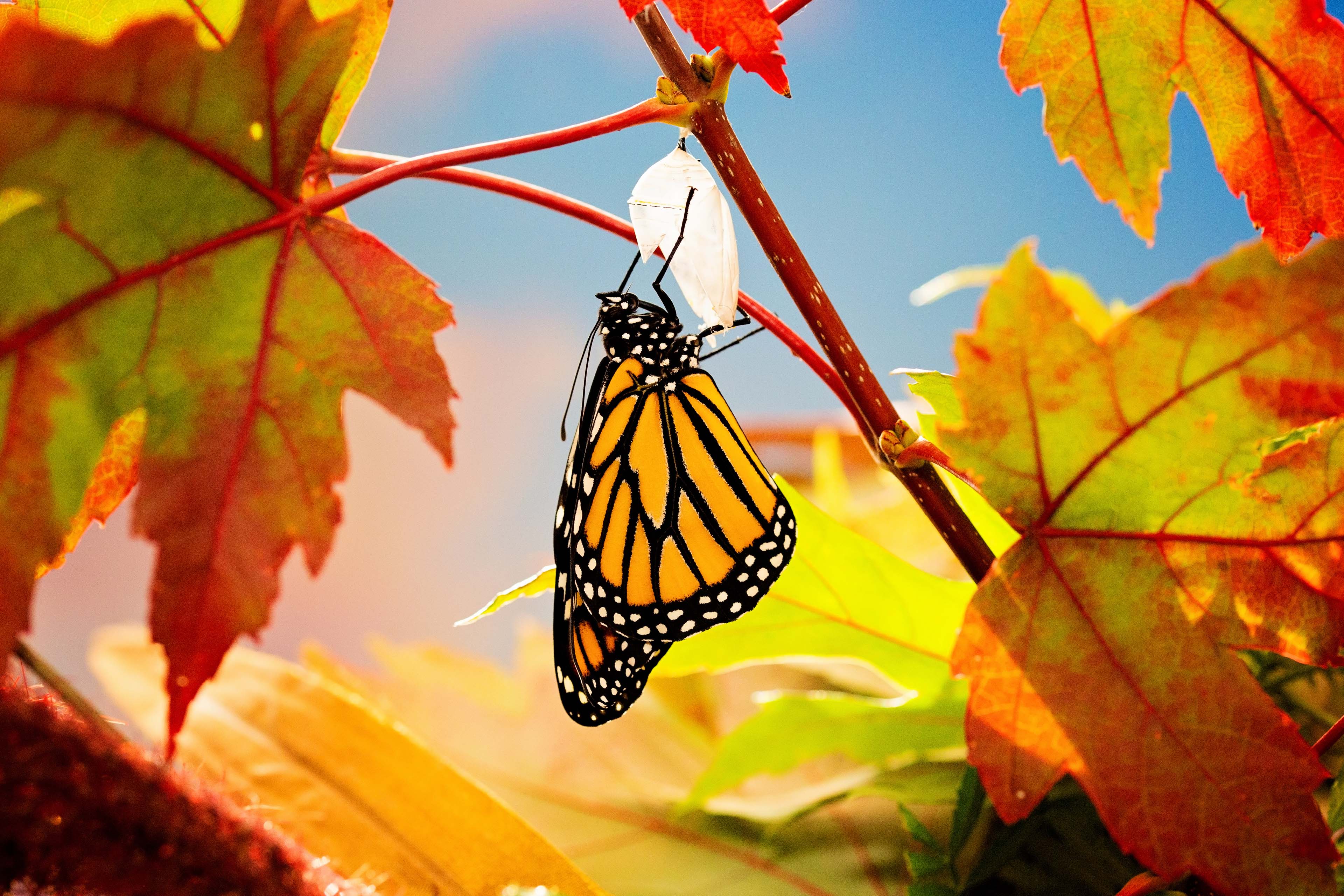 Wie der Umwandlungssteuererlass die steuerliche Praxis beeinflusst 