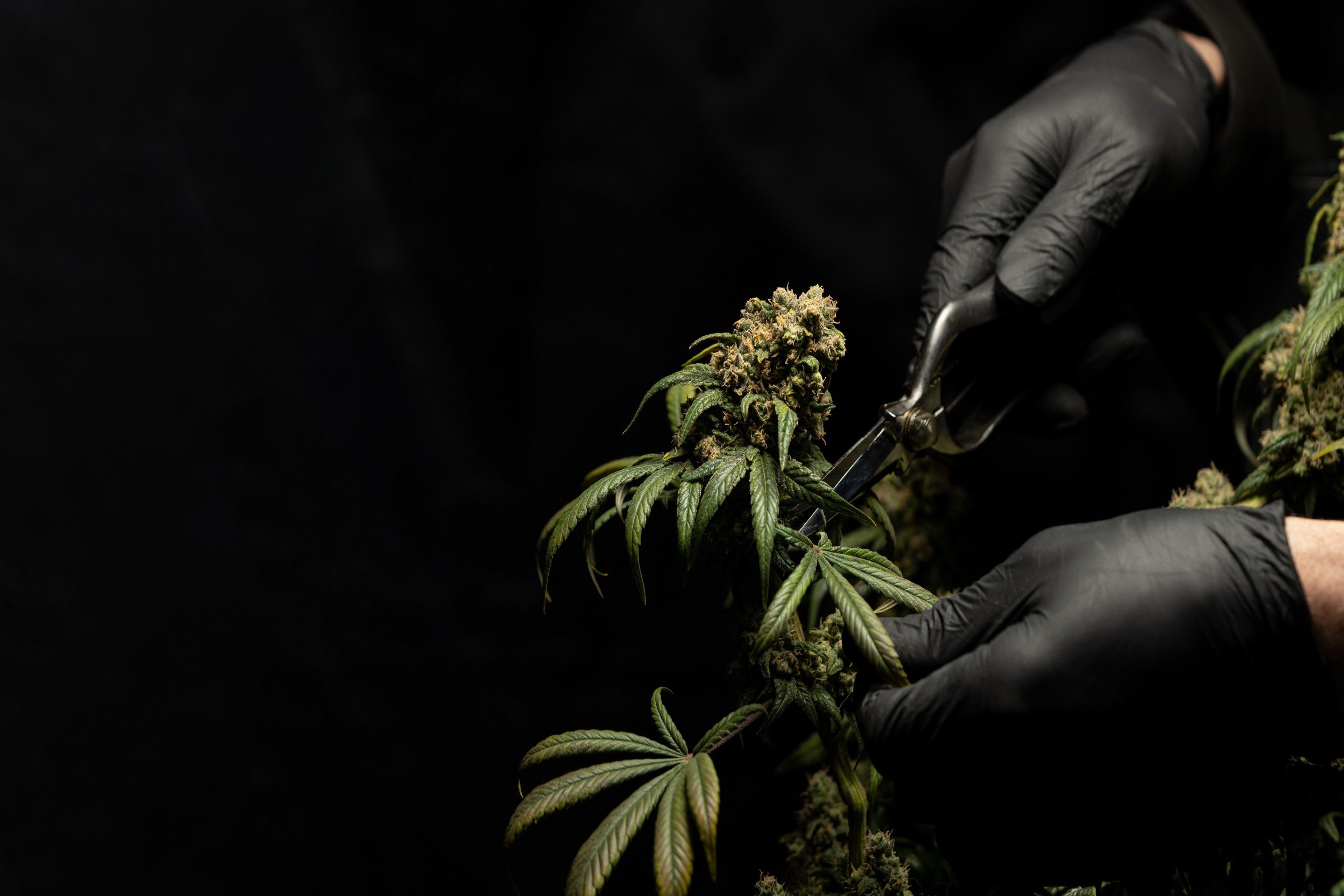 EY – feuille de cannabis