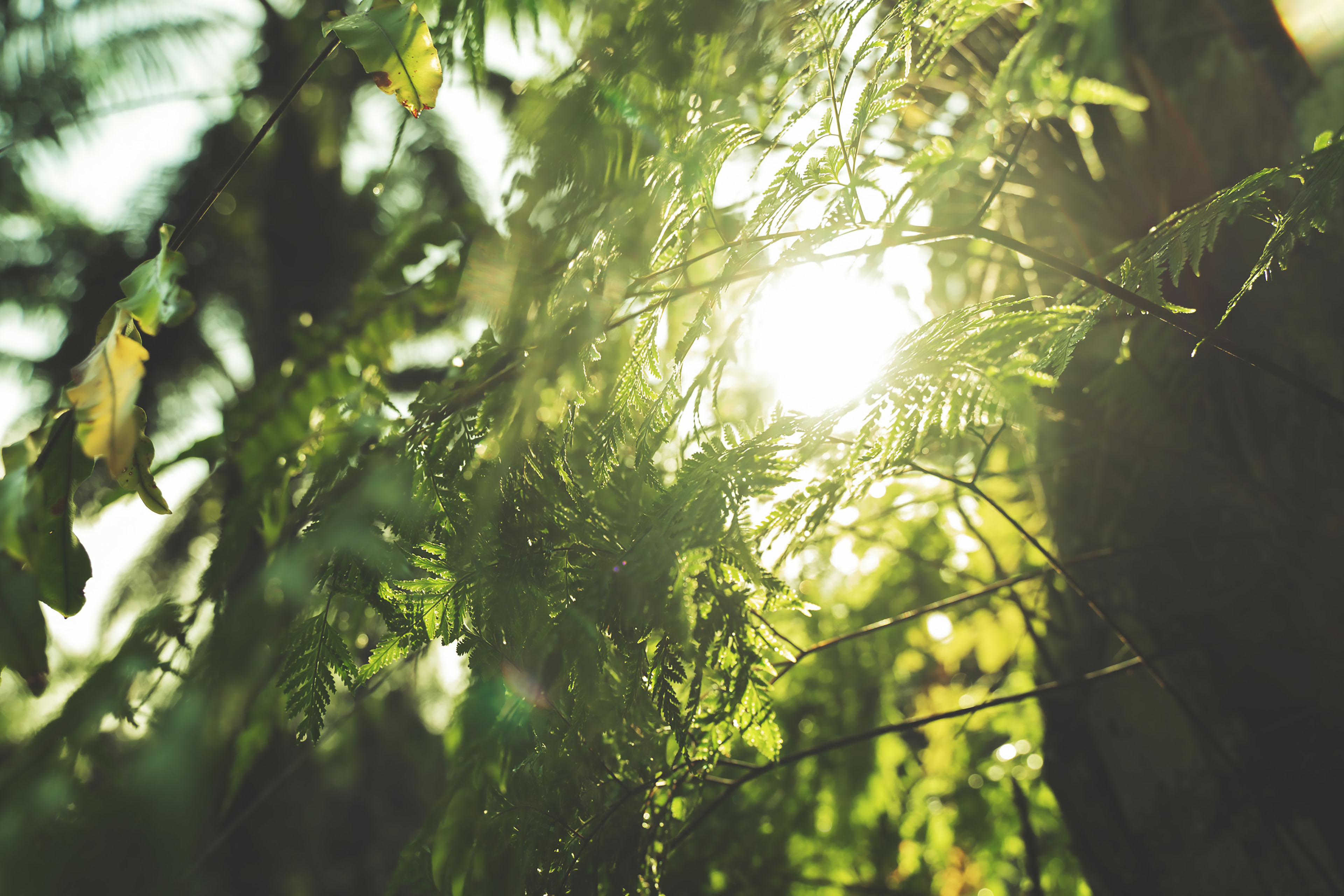 Green leaves pattern natural background