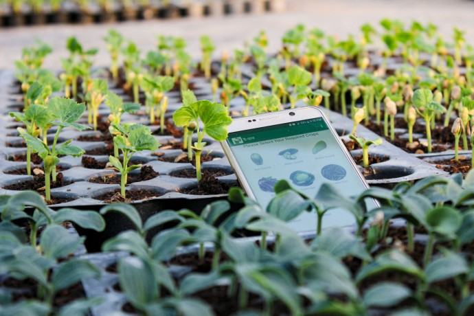 Mobile phone by tray of seedlings