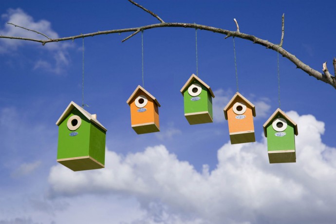 Bird houses hanging from branch