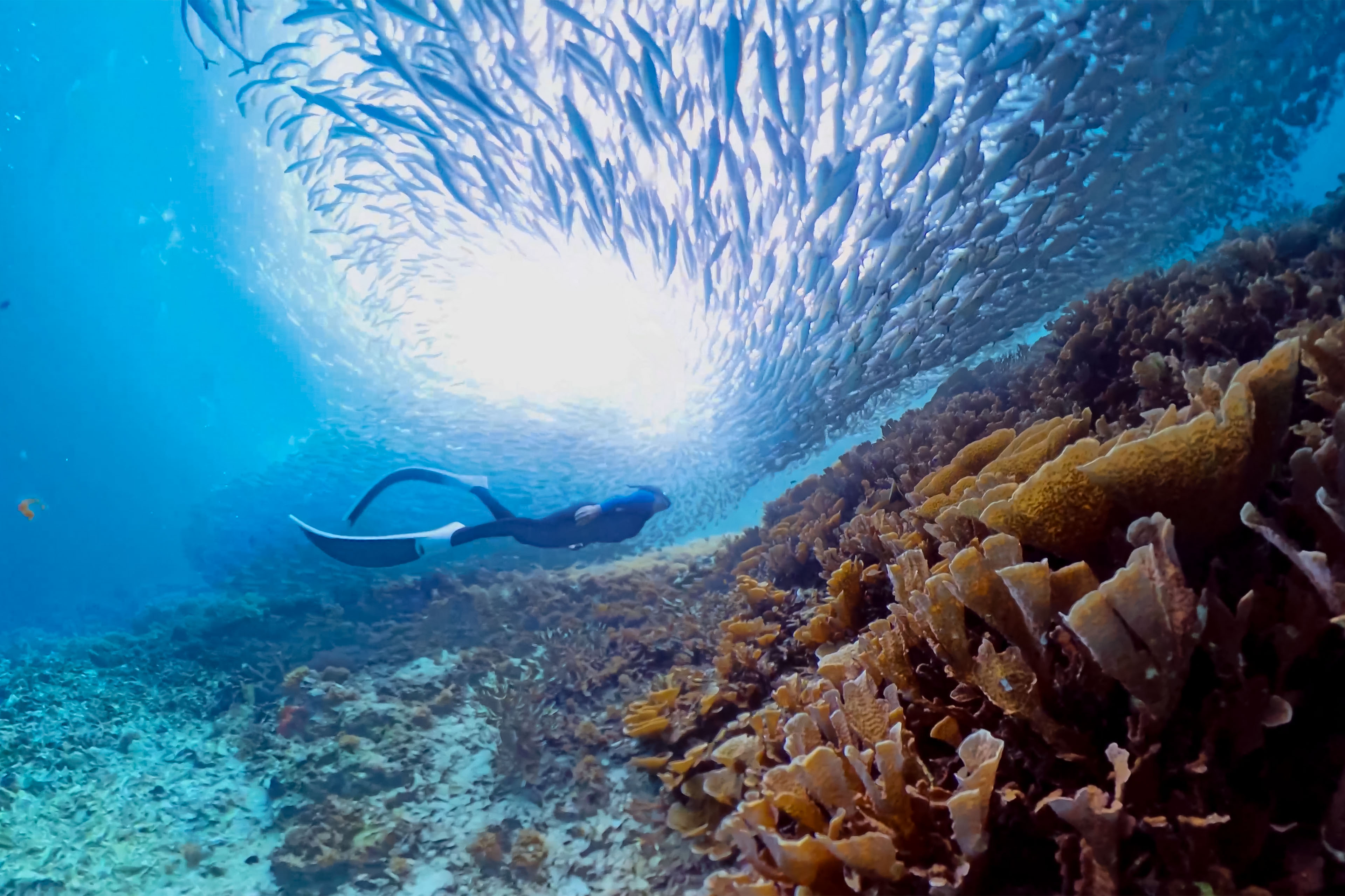 Young man freediving into a swirling bait ball